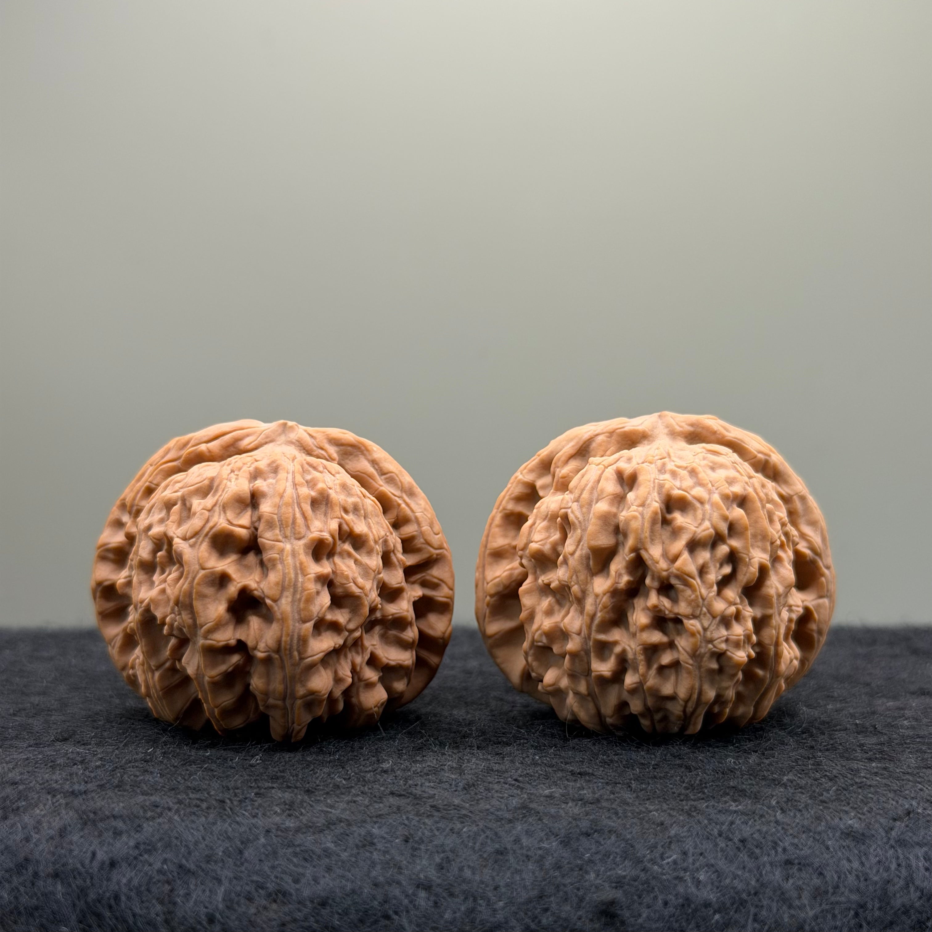White Lion Wenwan Walnut
