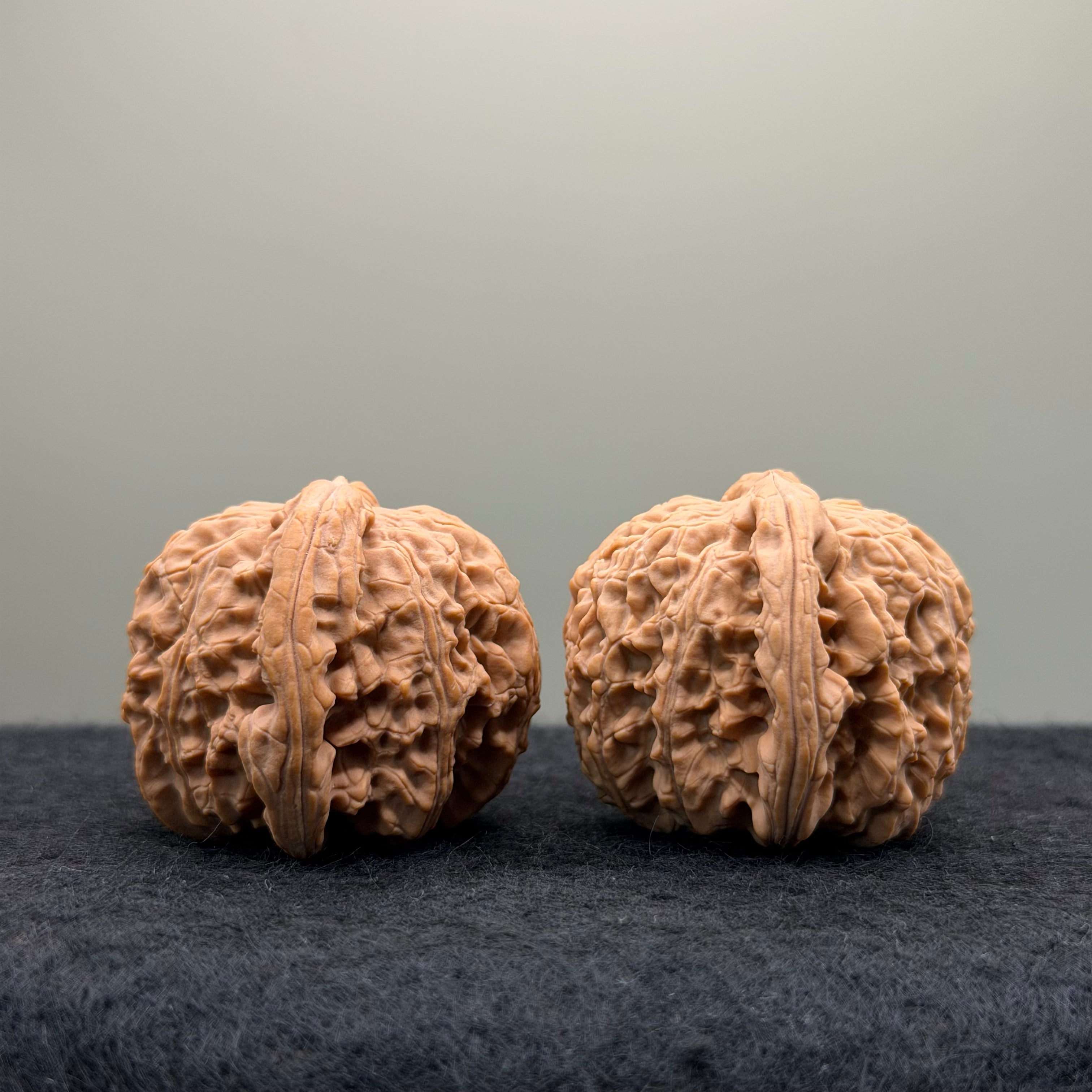 White Lion Wenwan Walnut