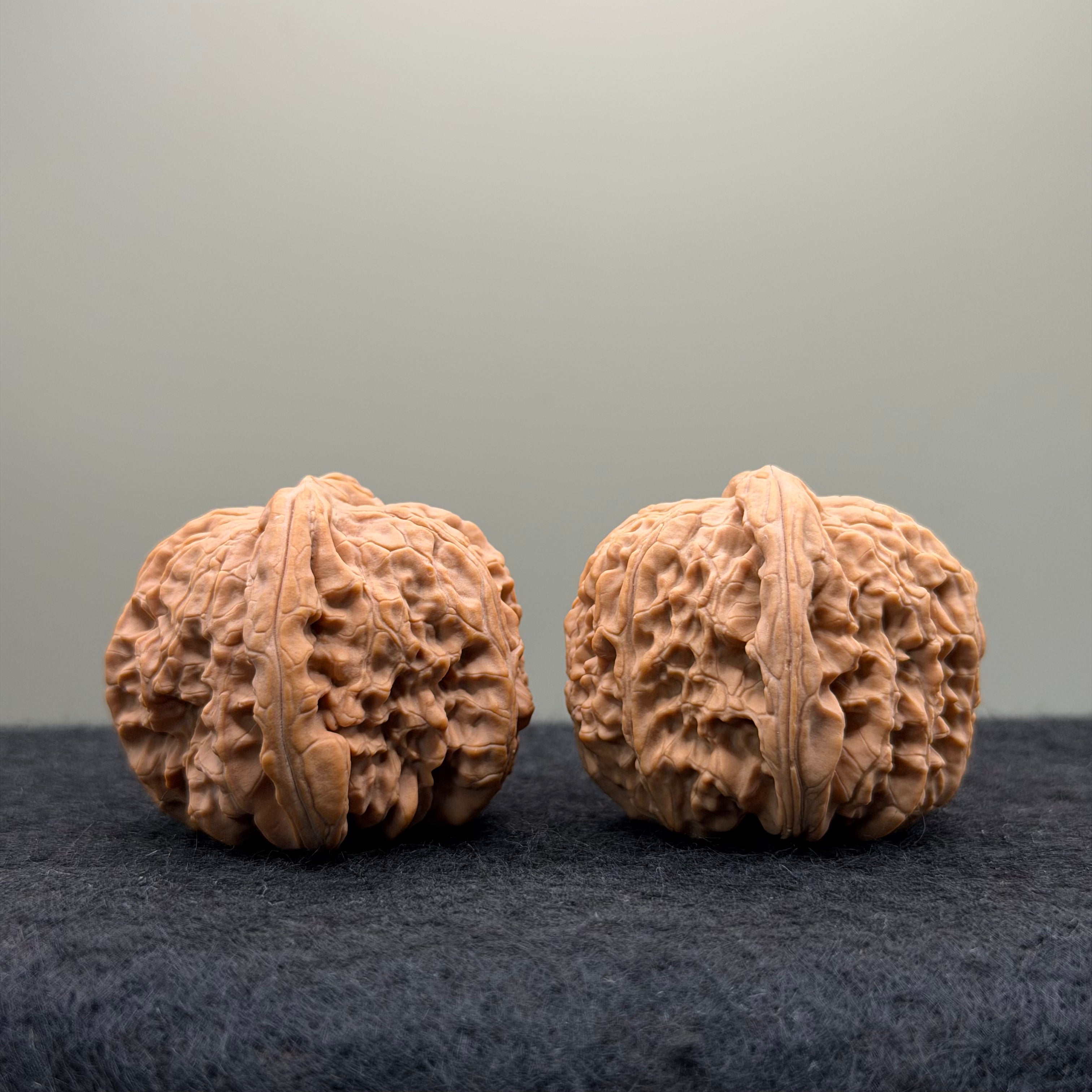 White Lion Wenwan Walnut