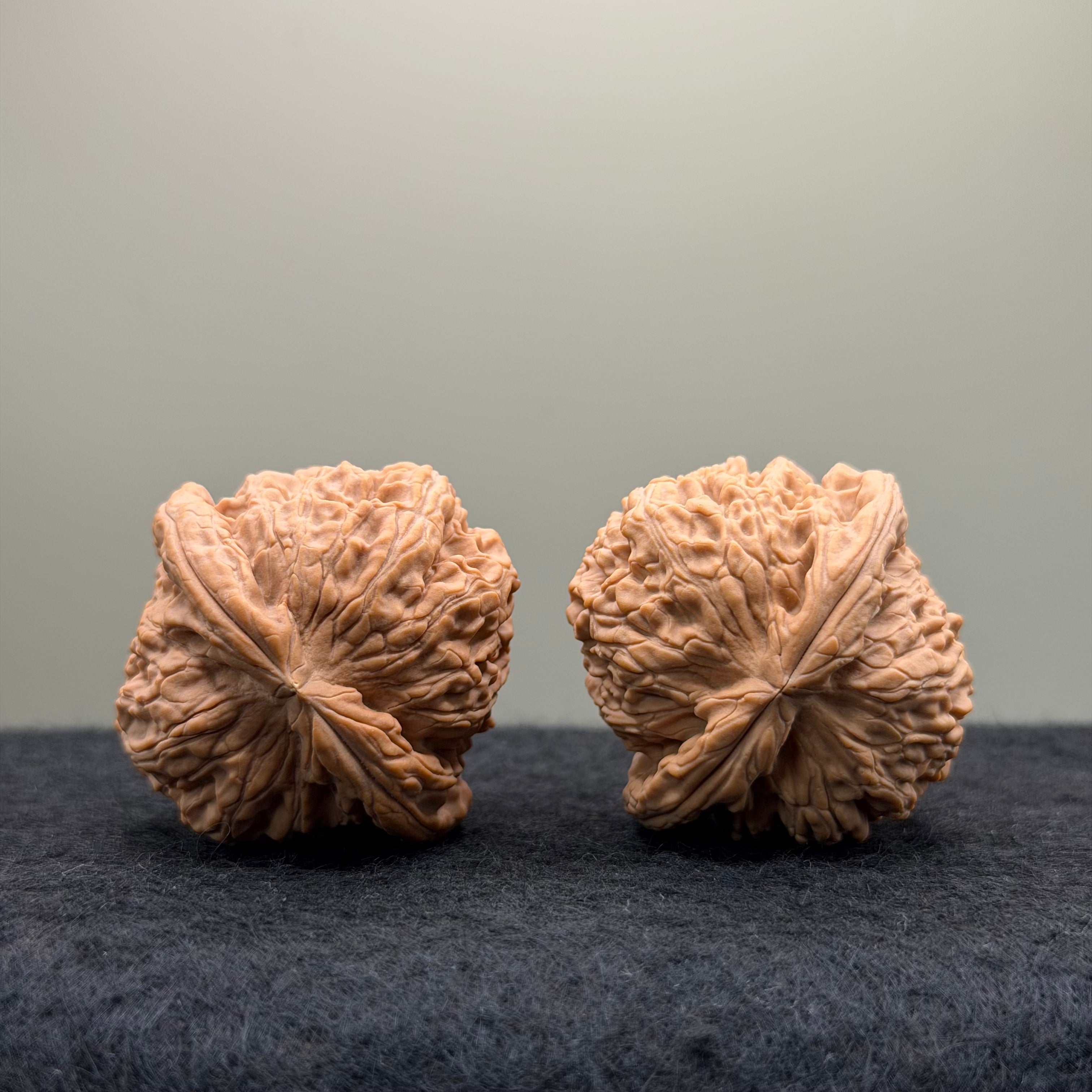 White Lion Wenwan Walnut