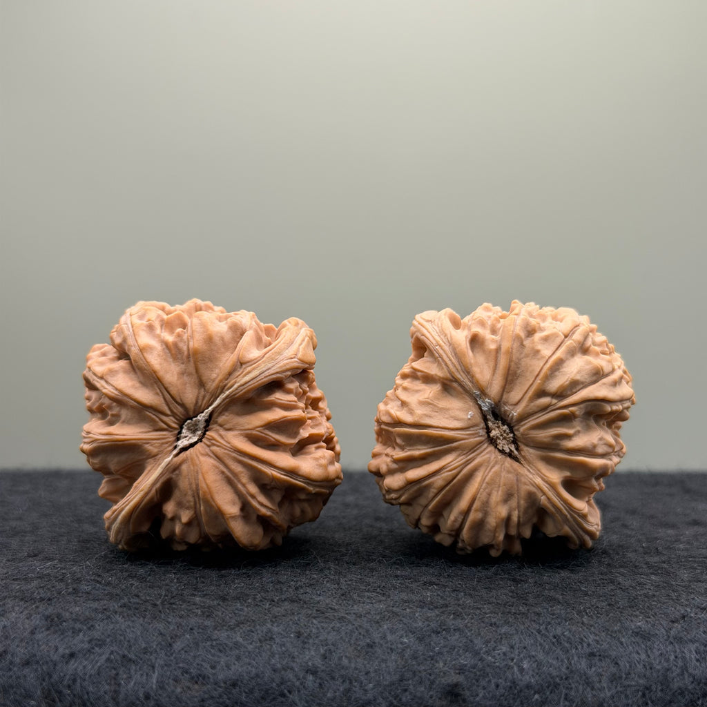 White Lion Wenwan Walnut· 40mm · Natural · Select Ritual