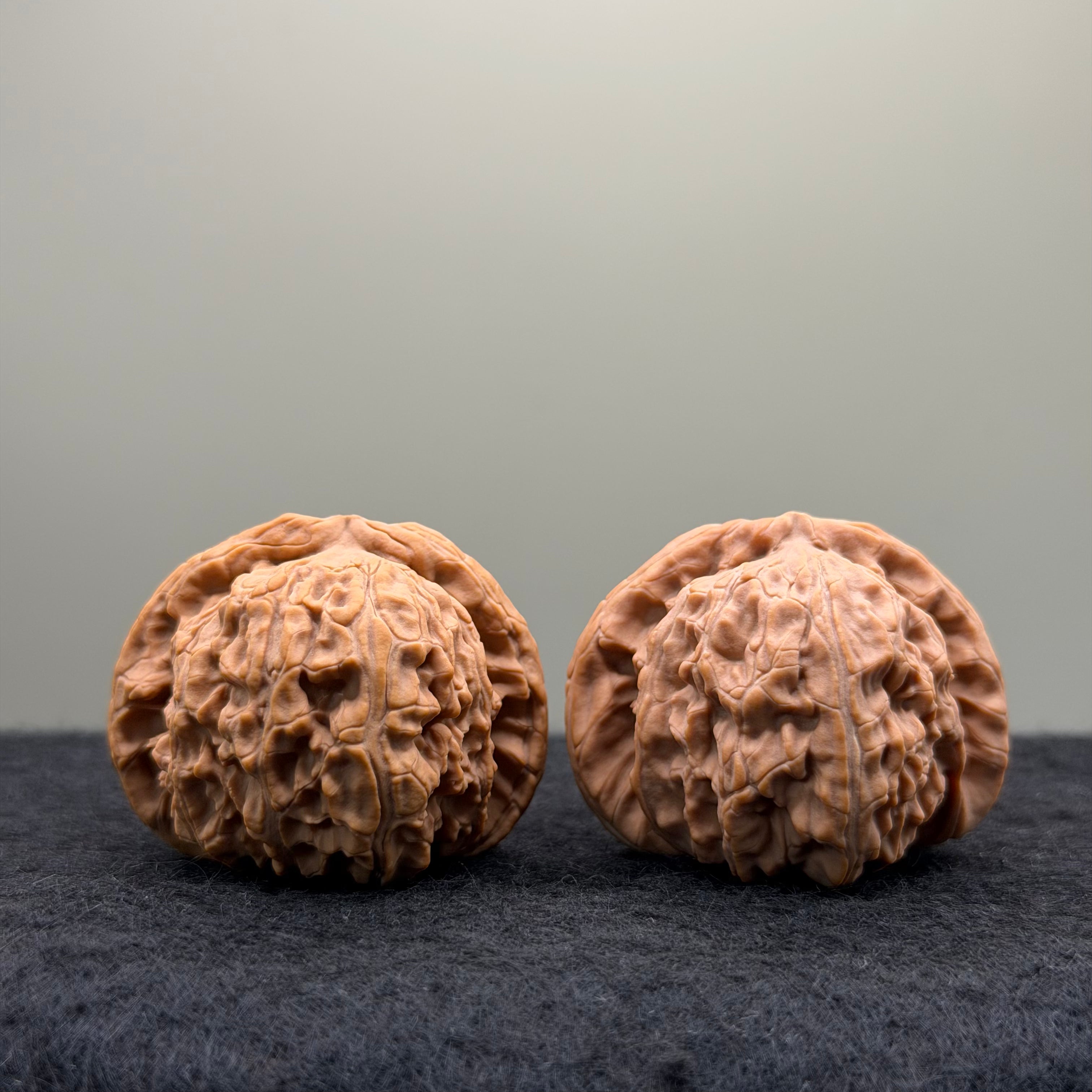 White Lion Wenwan Walnut