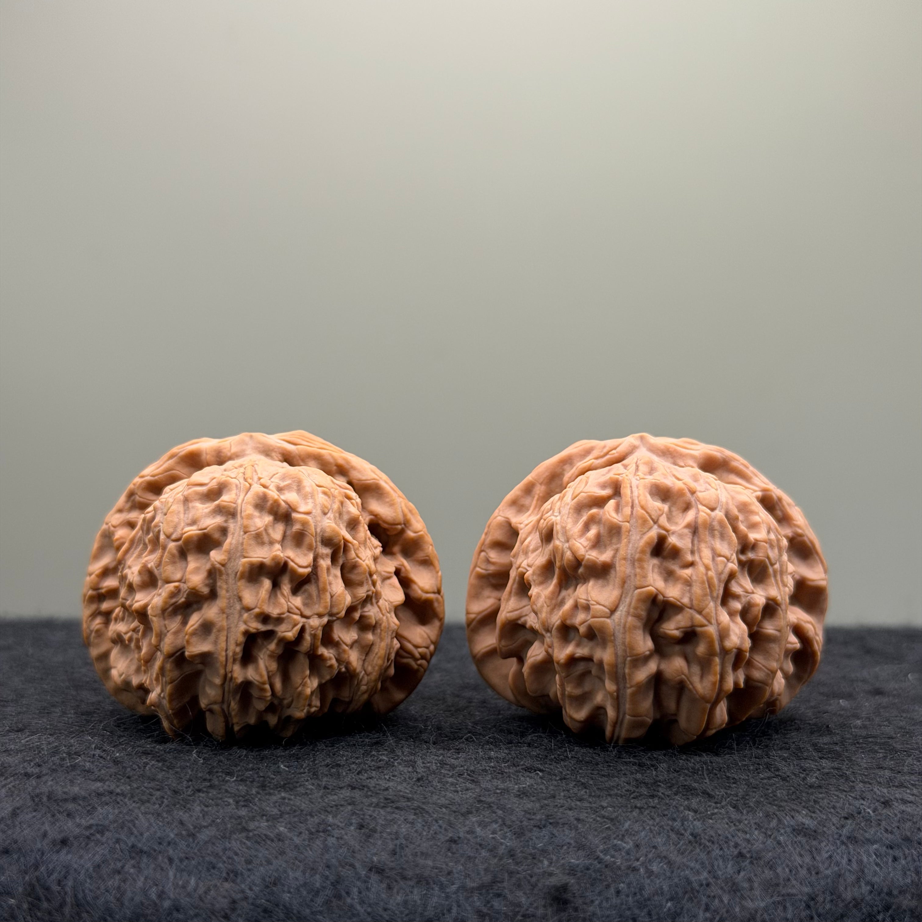 White Lion Wenwan Walnut