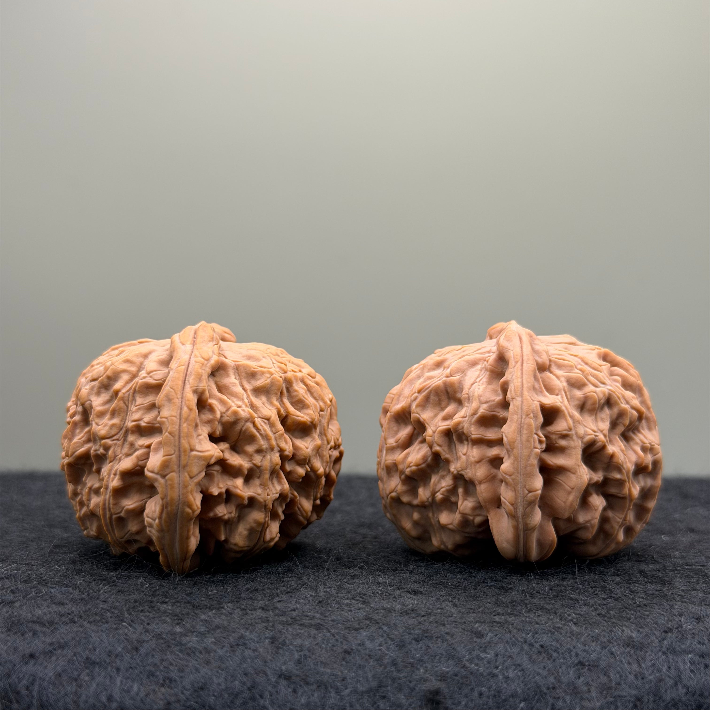 White Lion Wenwan Walnut