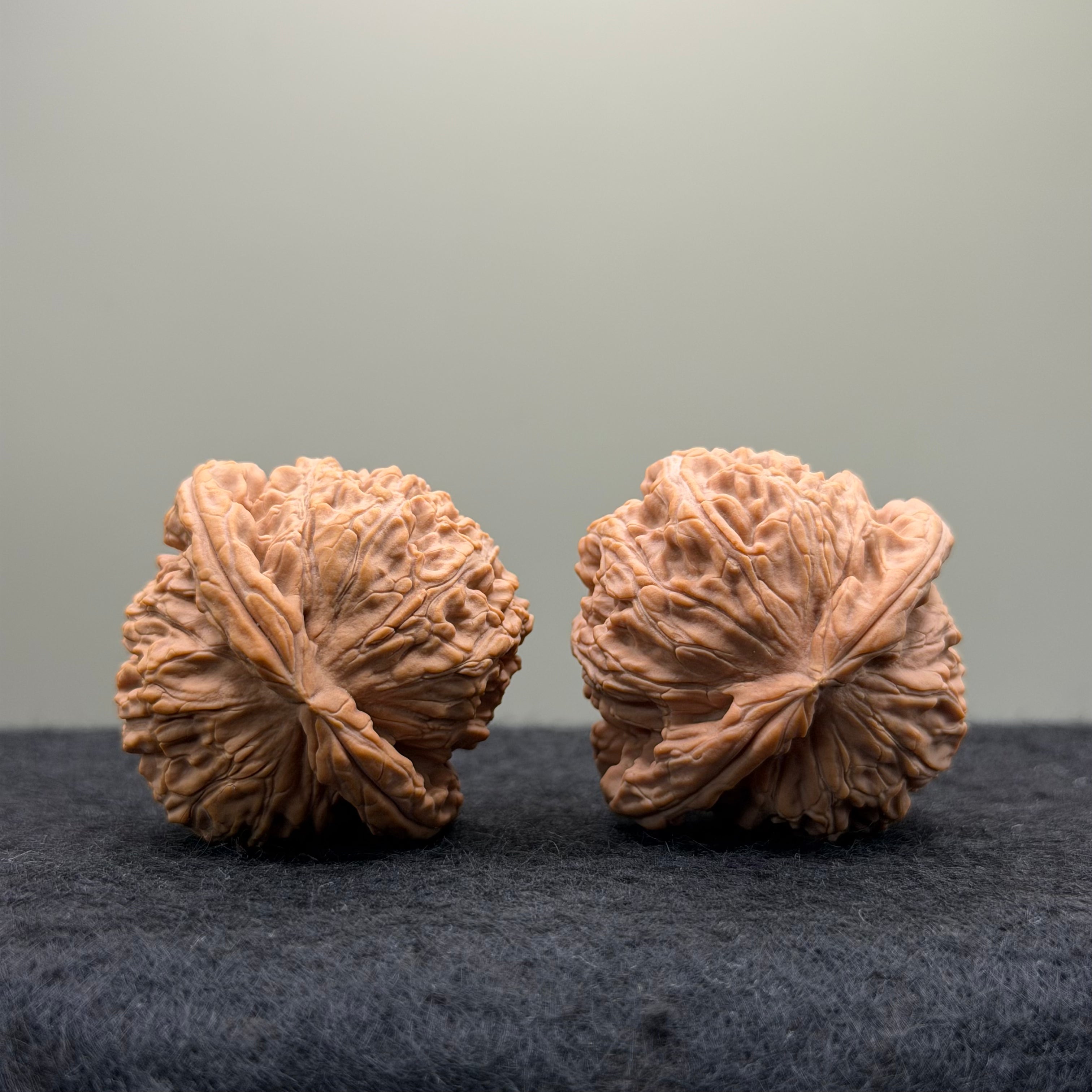 White Lion Wenwan Walnut