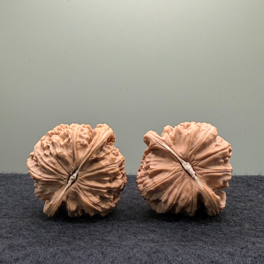 White Lion Wenwan Walnut· 38mm · Natural · Select Ritual
