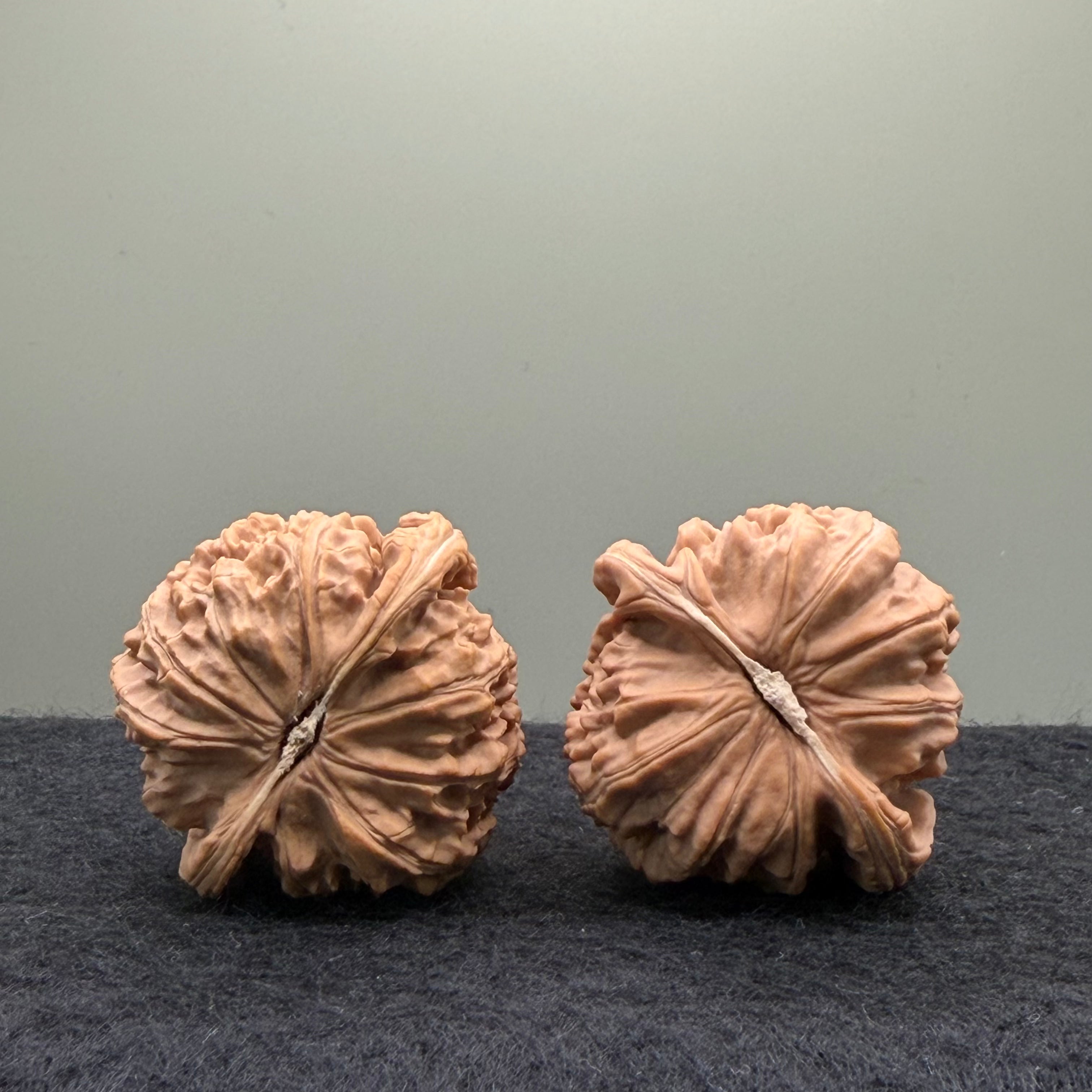 White Lion Wenwan Walnut· 38mm · Natural · Select Ritual