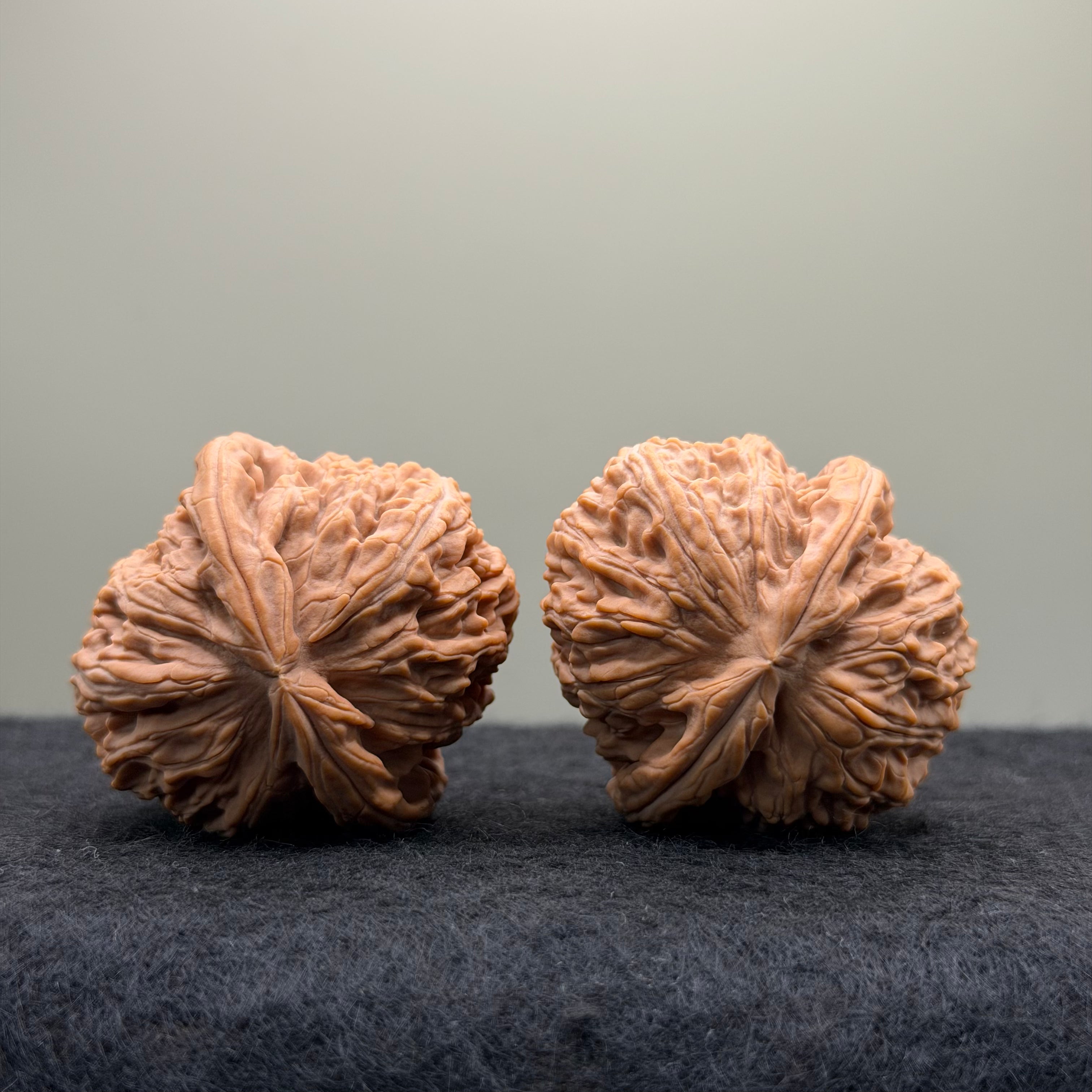 White Lion Wenwan Walnut · 39mm · Natural · Entry Ritual