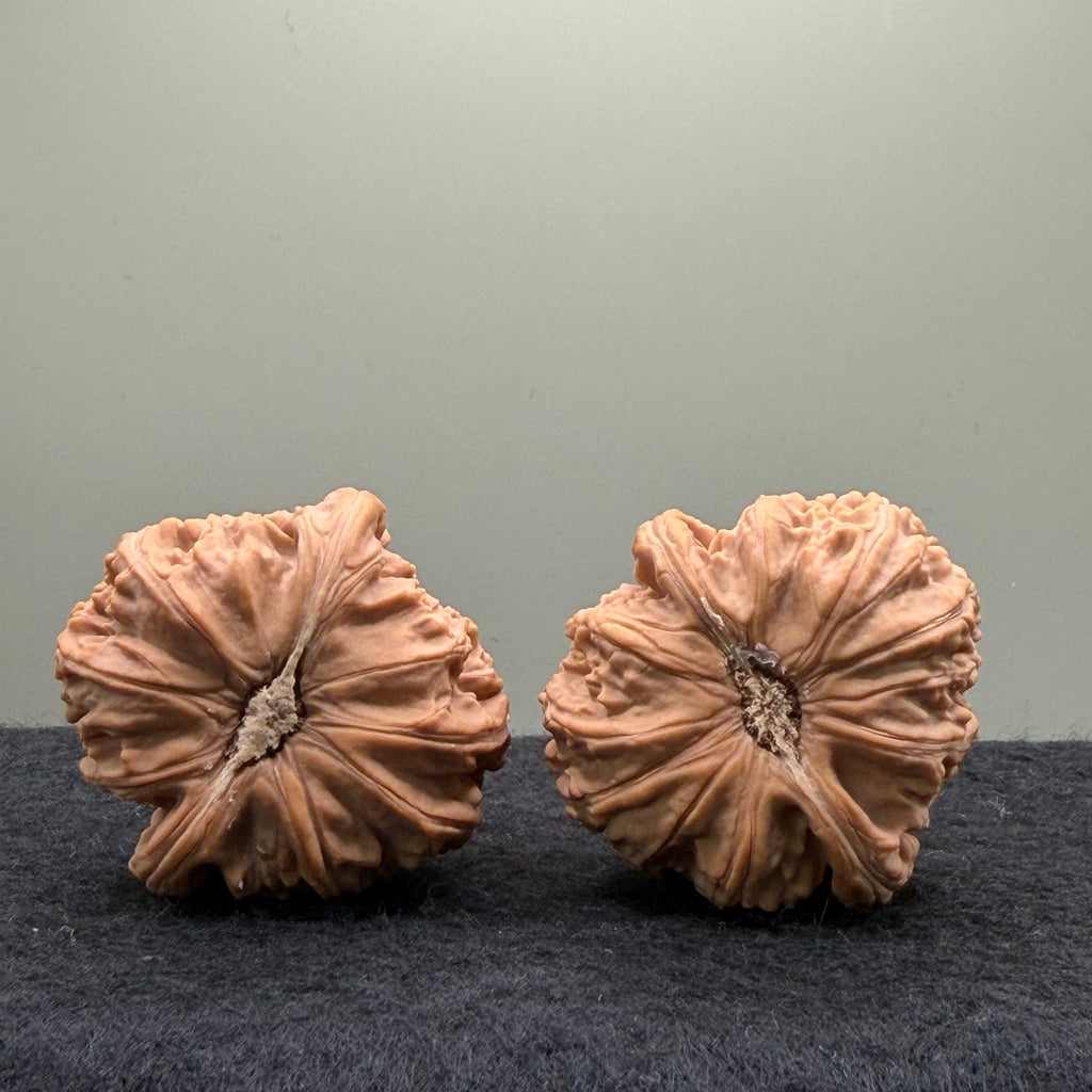 White Lion Wenwan Walnut · 39mm · Natural · Entry Ritual