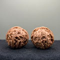 White Lion Wenwan Walnut · 37mm · Natural · Entry Ritual