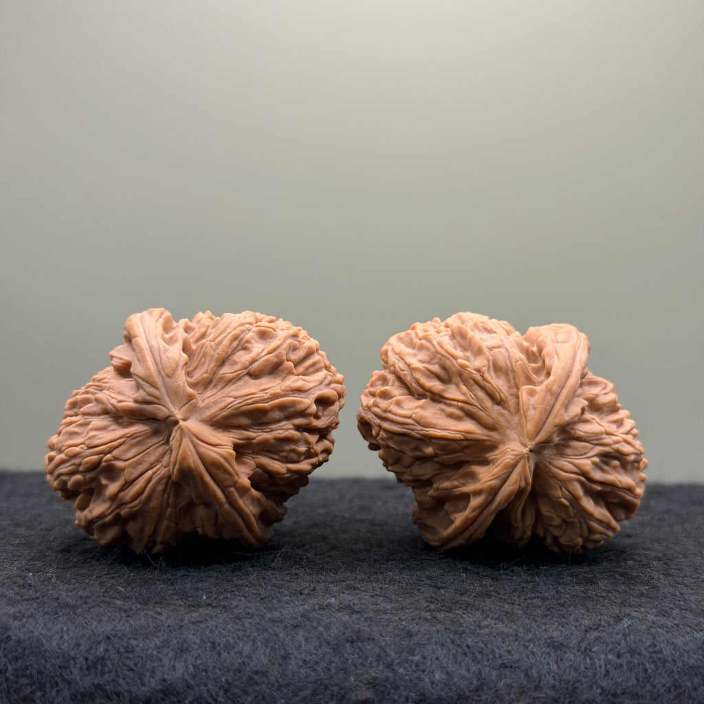 White Lion Wenwan Walnut · 37mm · Natural · Entry Ritual