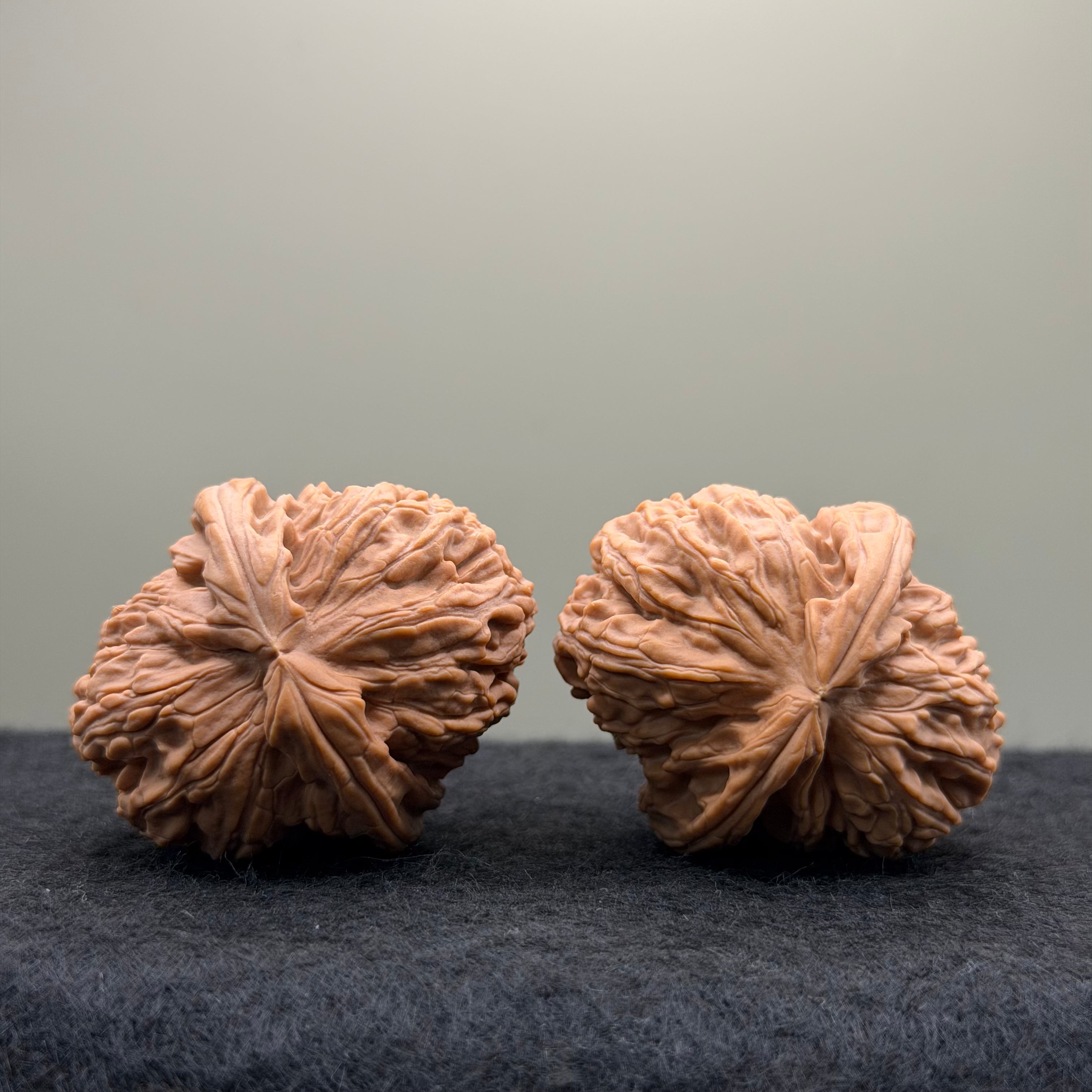 White Lion Wenwan Walnut