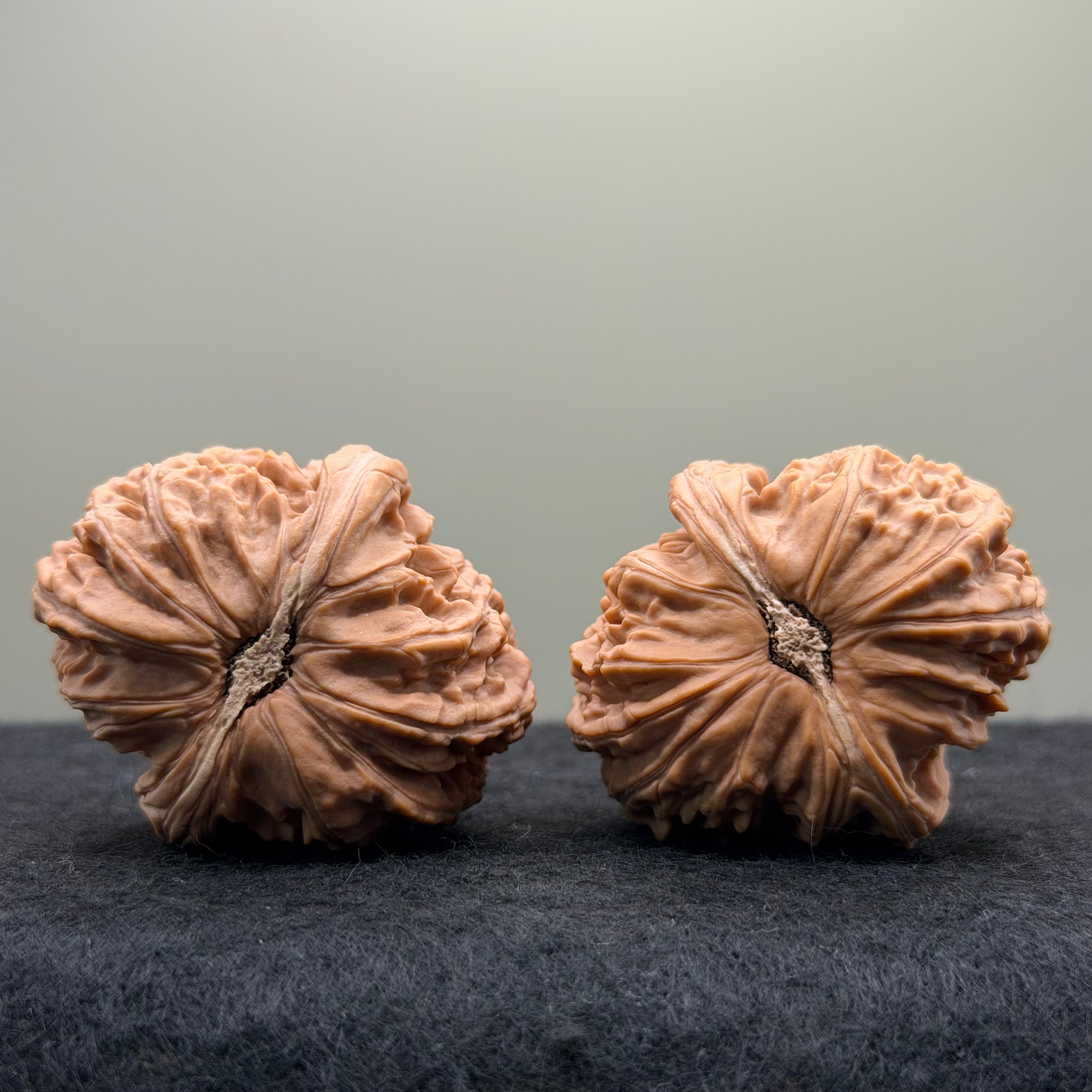 White Lion Wenwan Walnut · 37mm · Natural · Entry Ritual