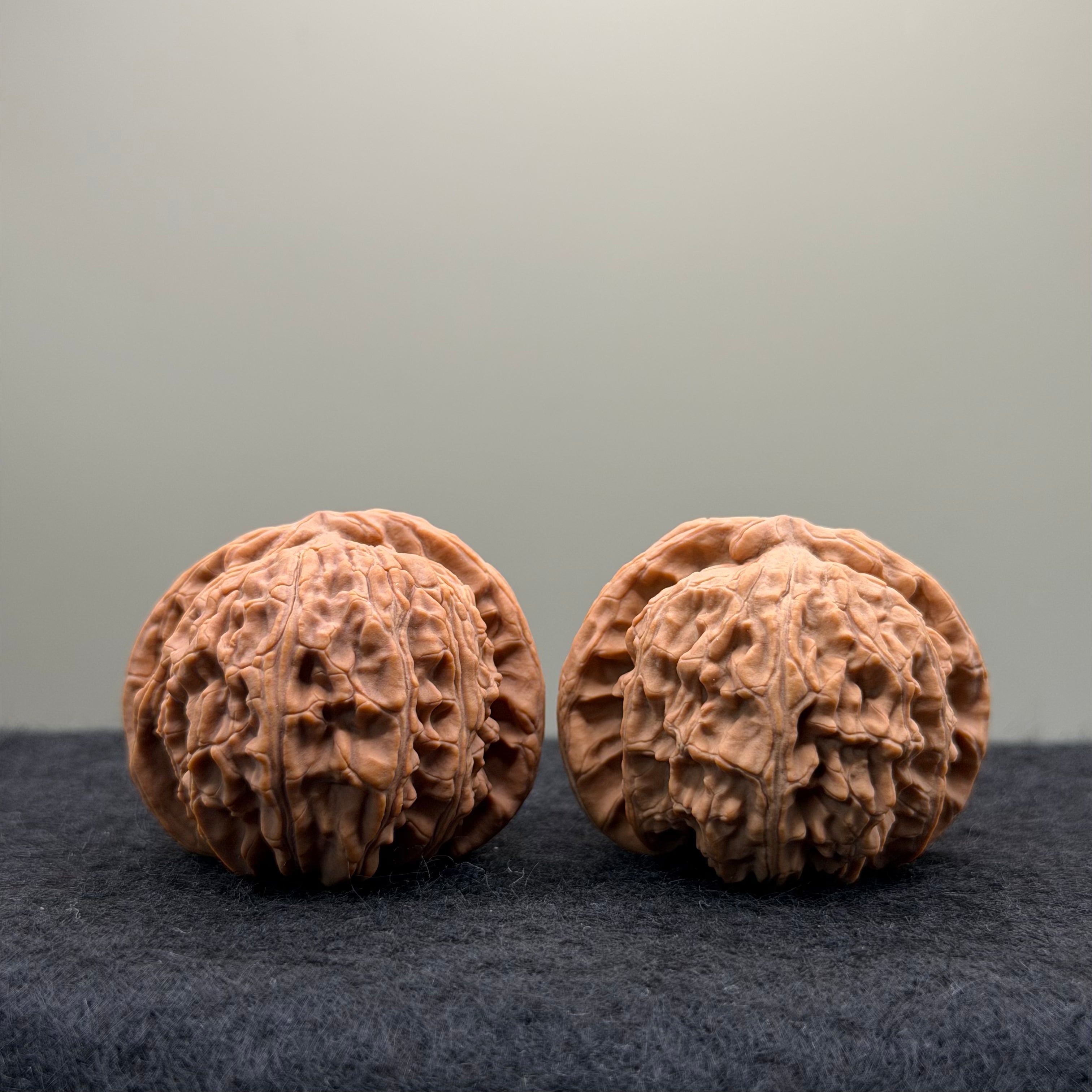 White Lion Wenwan Walnut
