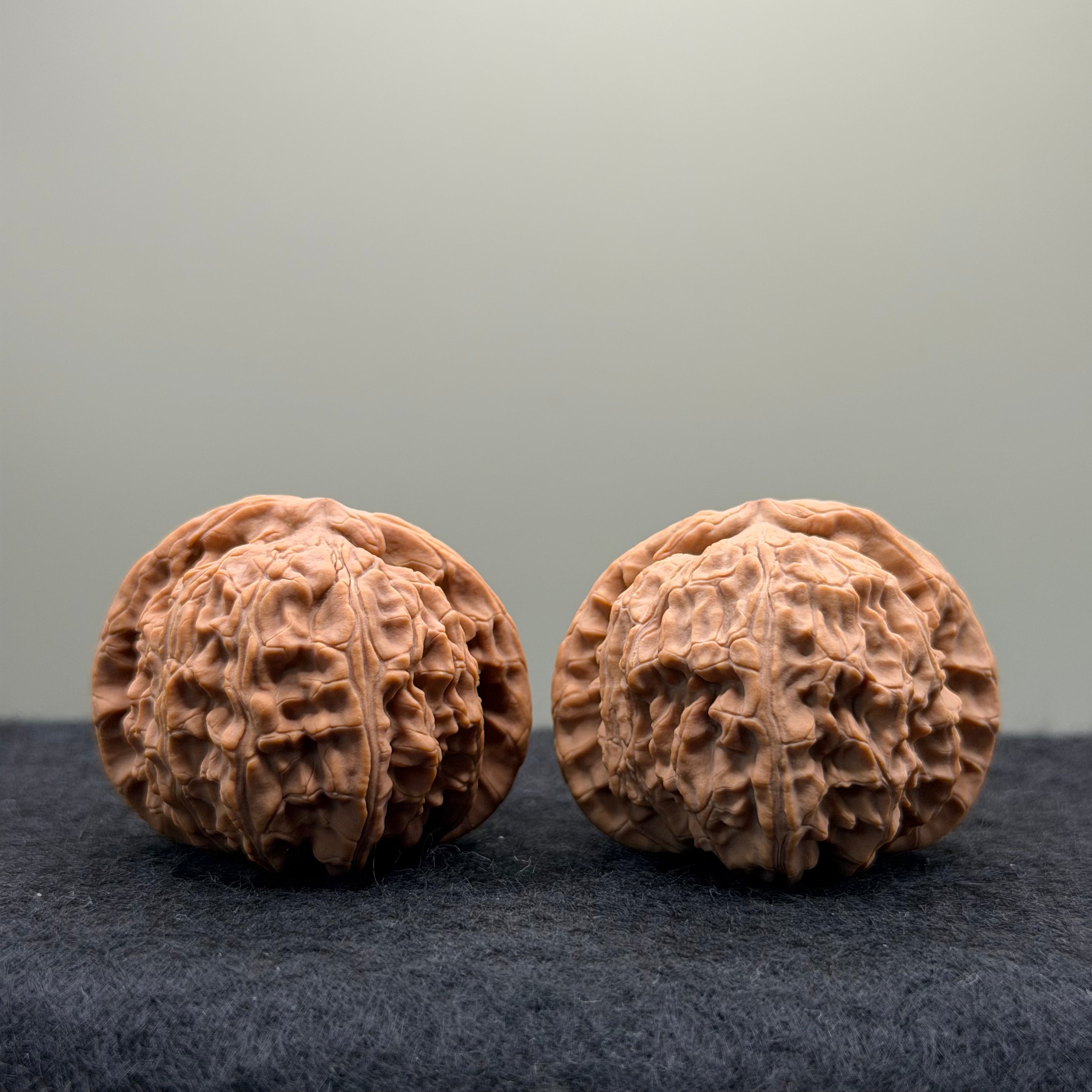 White Lion Wenwan Walnut