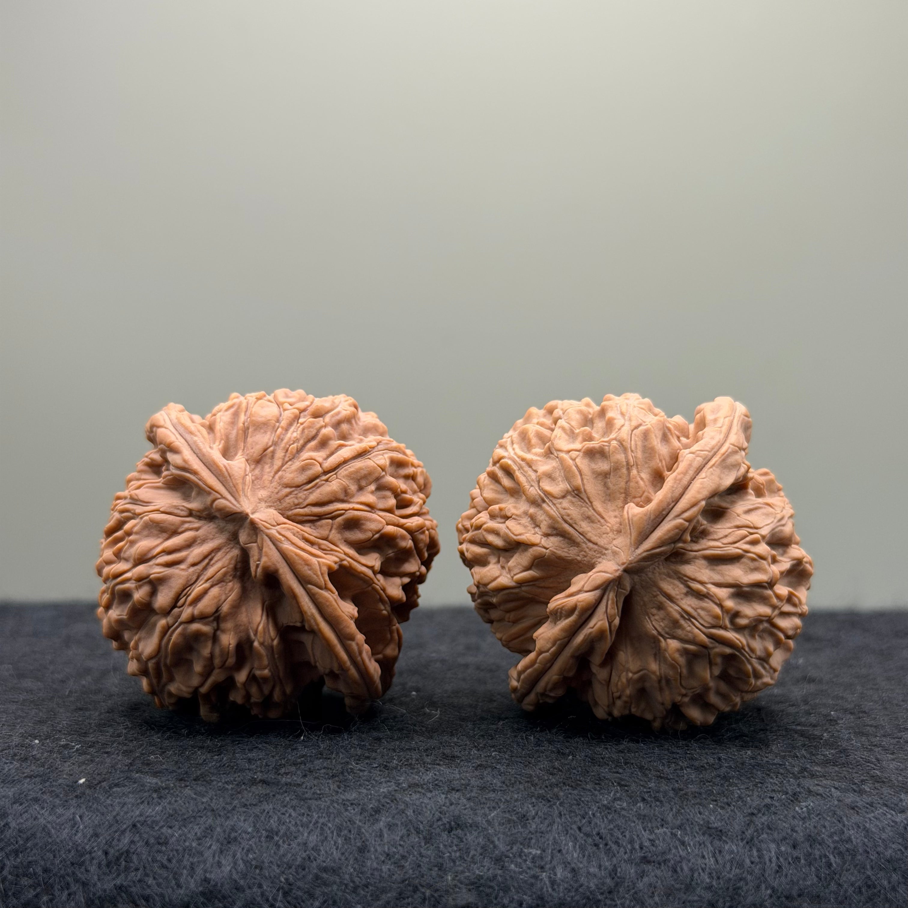 White Lion Wenwan Walnut