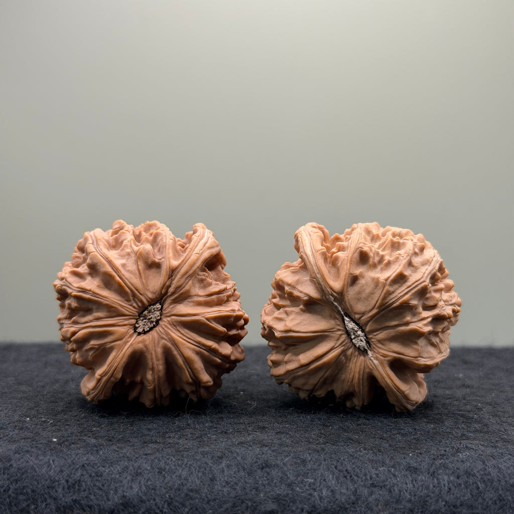 White Lion Wenwan Walnut · 39mm · Natural · Entry Ritual