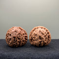 White Lion Wenwan Walnut · 37mm · Natural · Entry Ritual