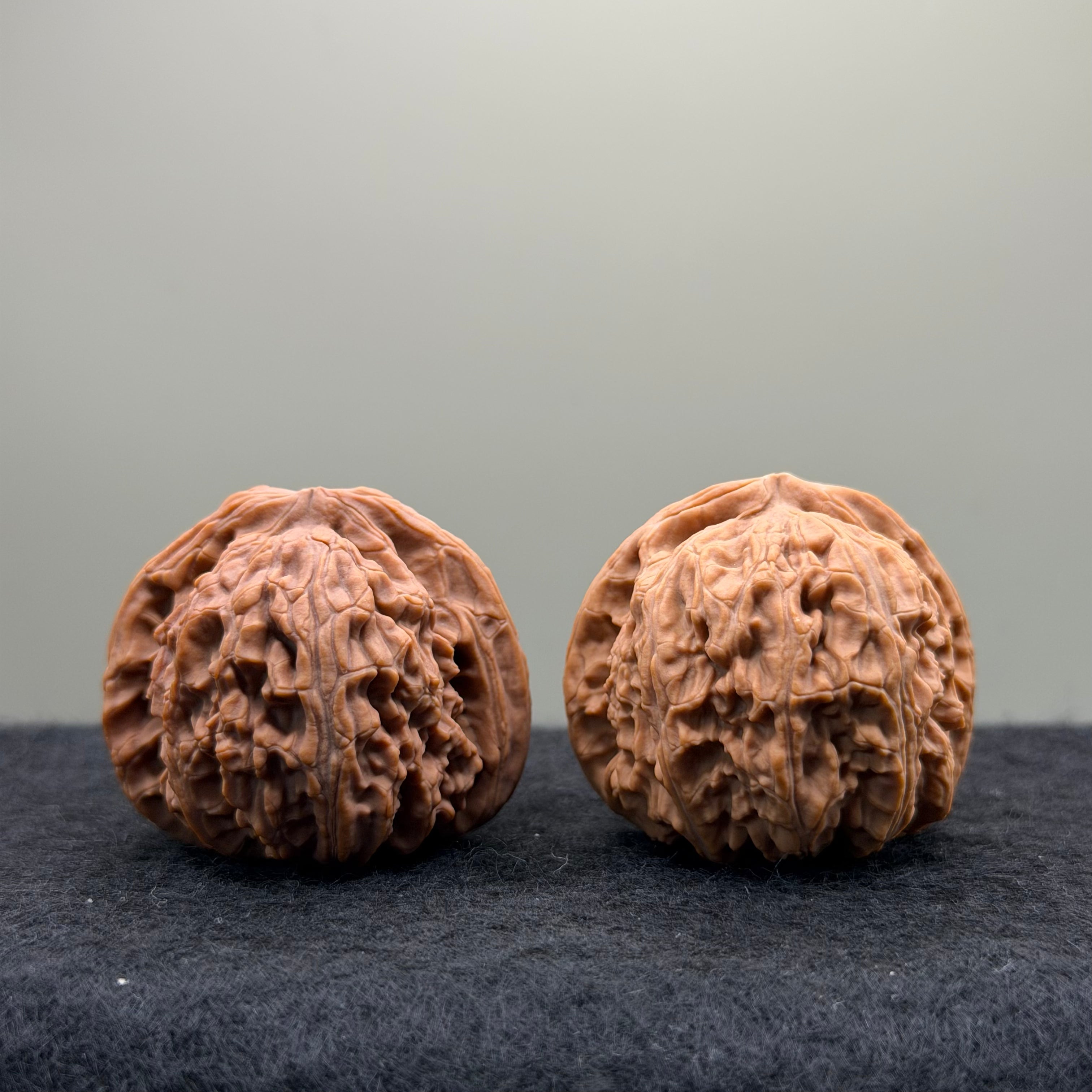 White Lion Wenwan Walnut