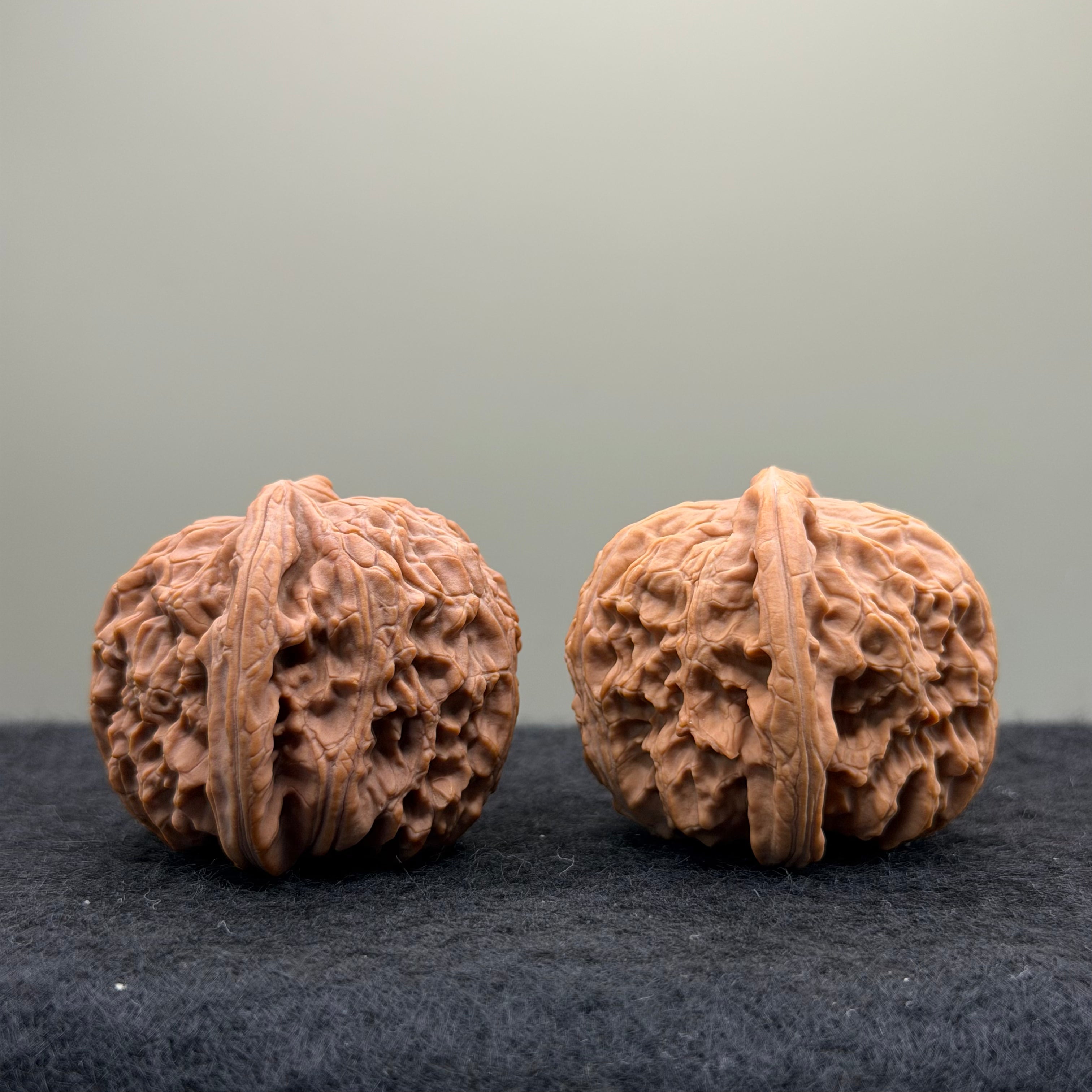 White Lion Wenwan Walnut