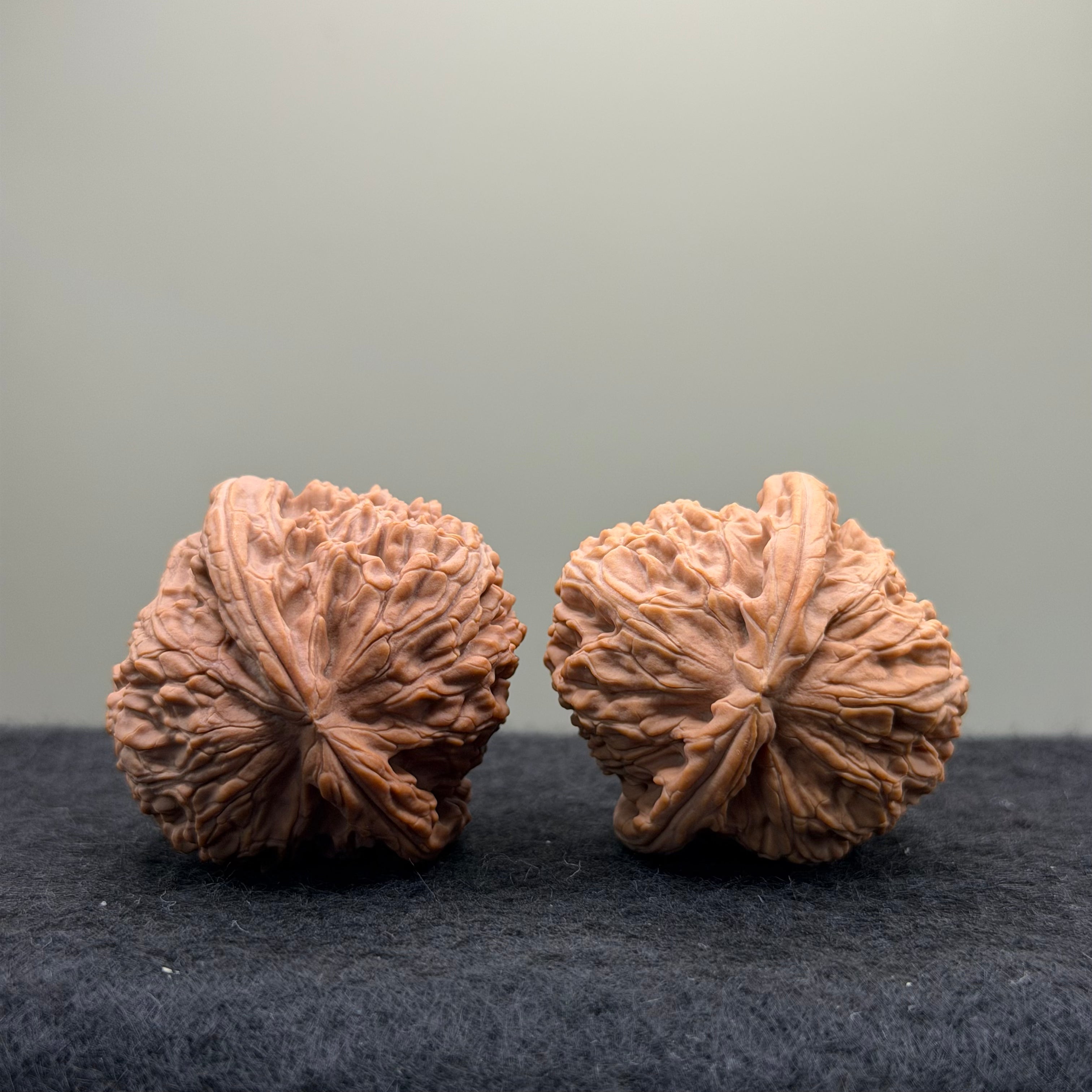 White Lion Wenwan Walnut
