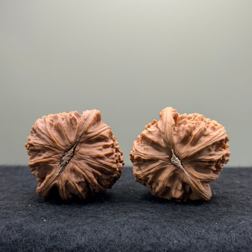 White Lion Wenwan Walnut · 37mm · Natural · Entry Ritual
