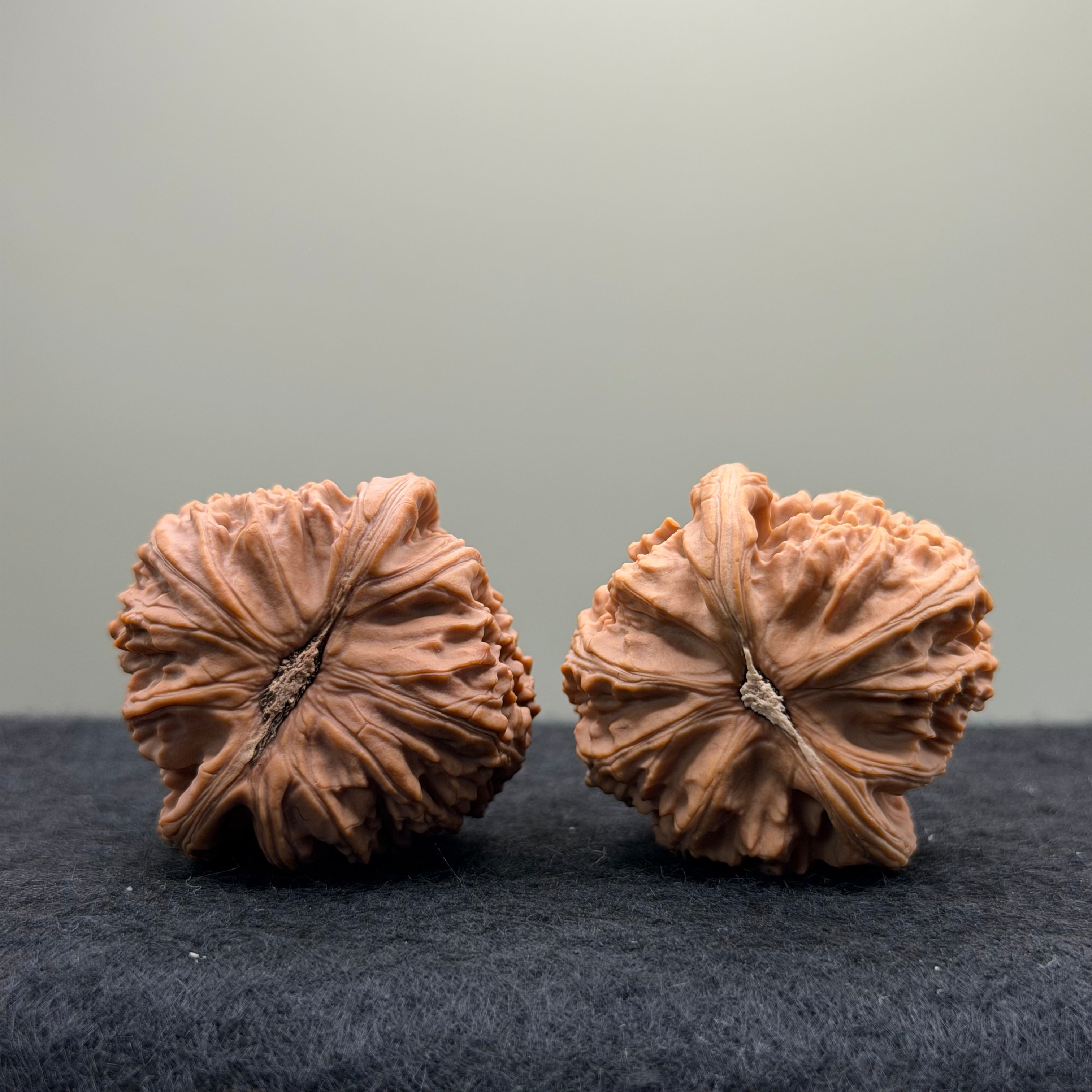 White Lion Wenwan Walnut · 37mm · Natural · Entry Ritual