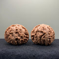 White Lion Wenwan Walnut· 43mm · Natural · Select Ritual