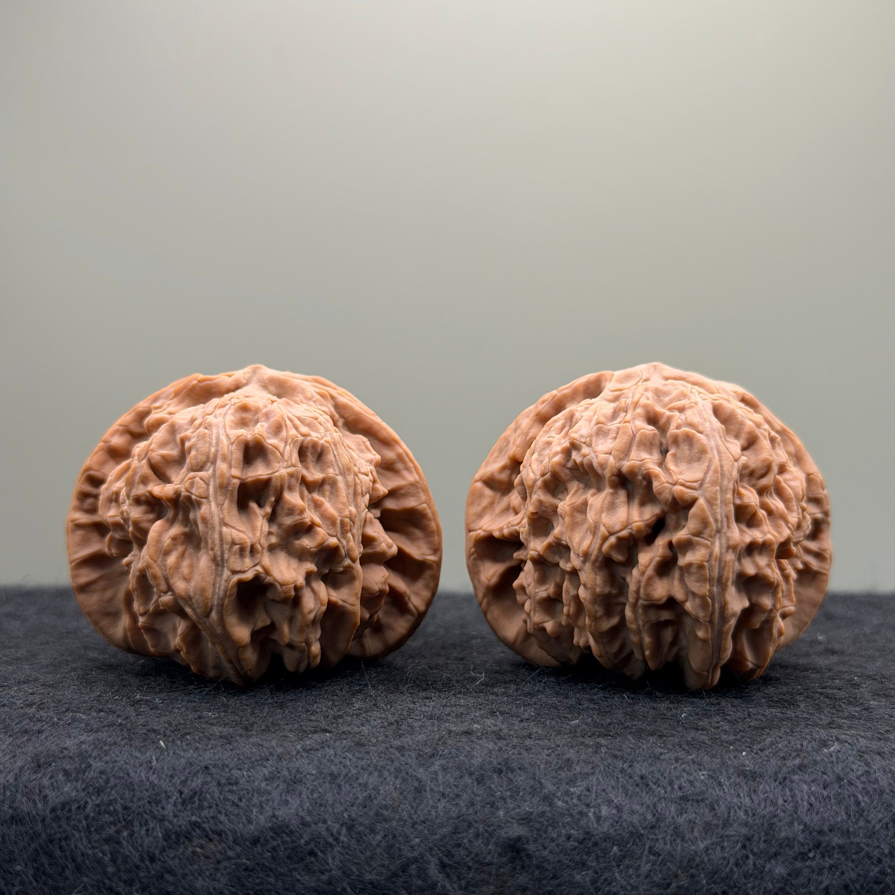 White Lion Wenwan Walnut
