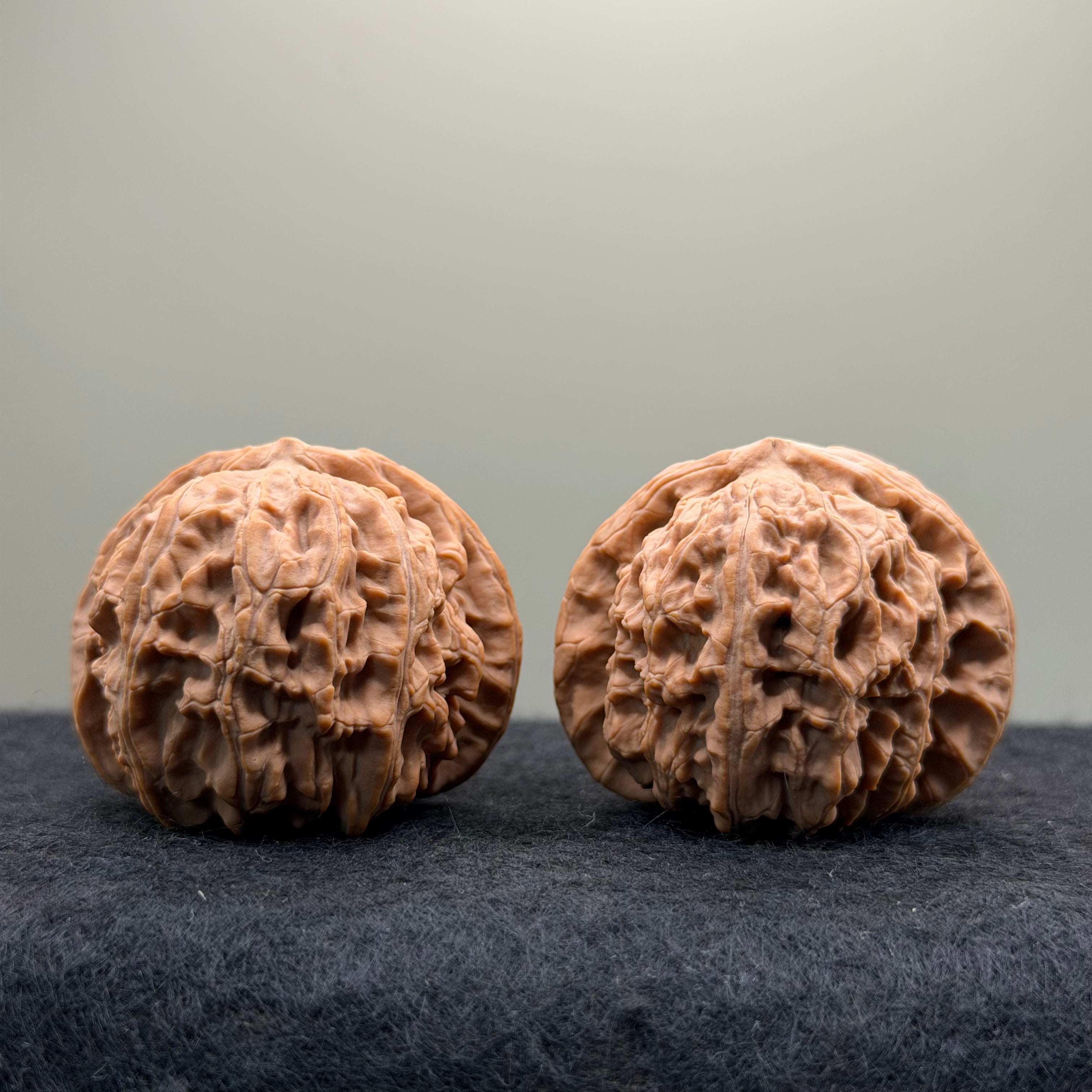 White Lion Wenwan Walnut