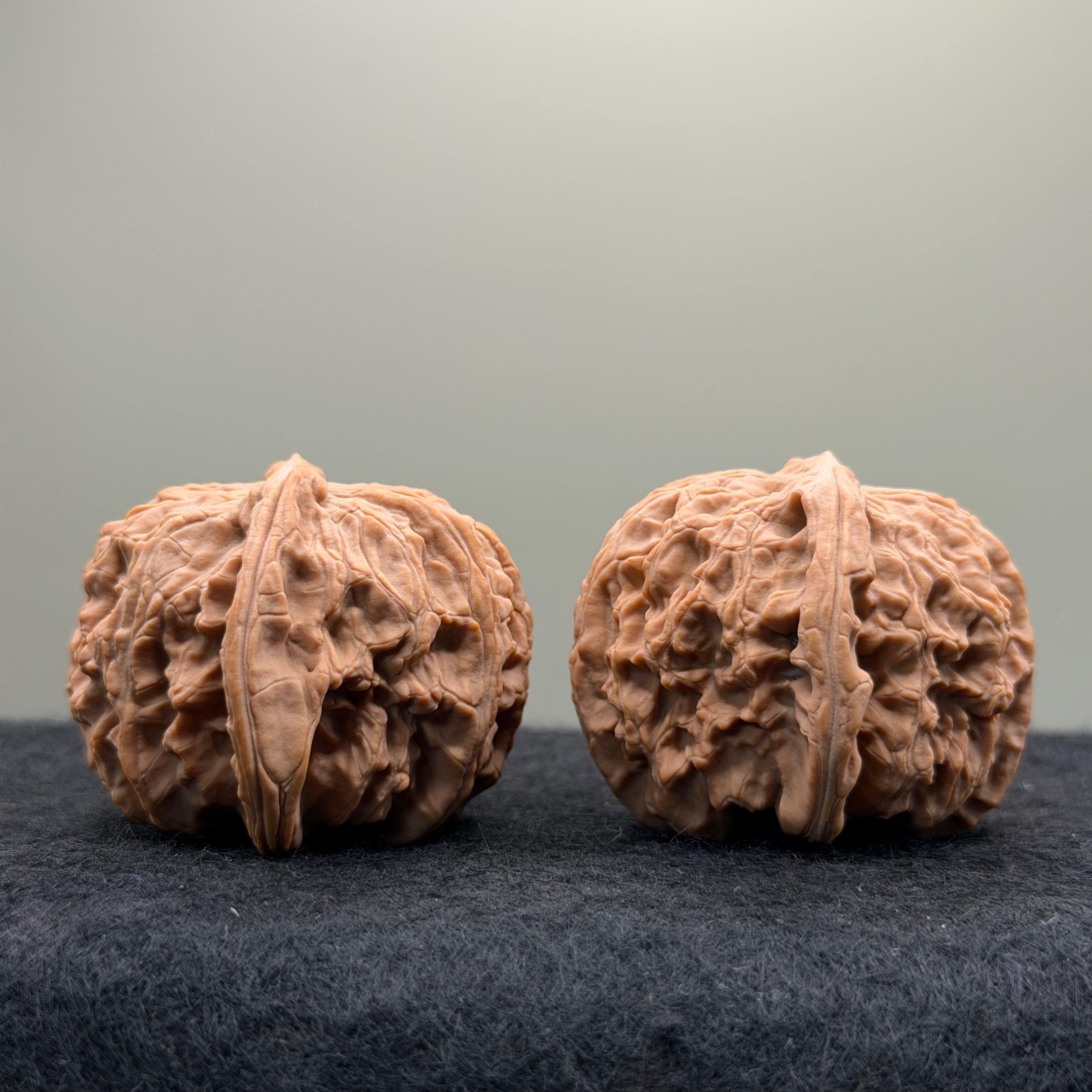 White Lion Wenwan Walnut