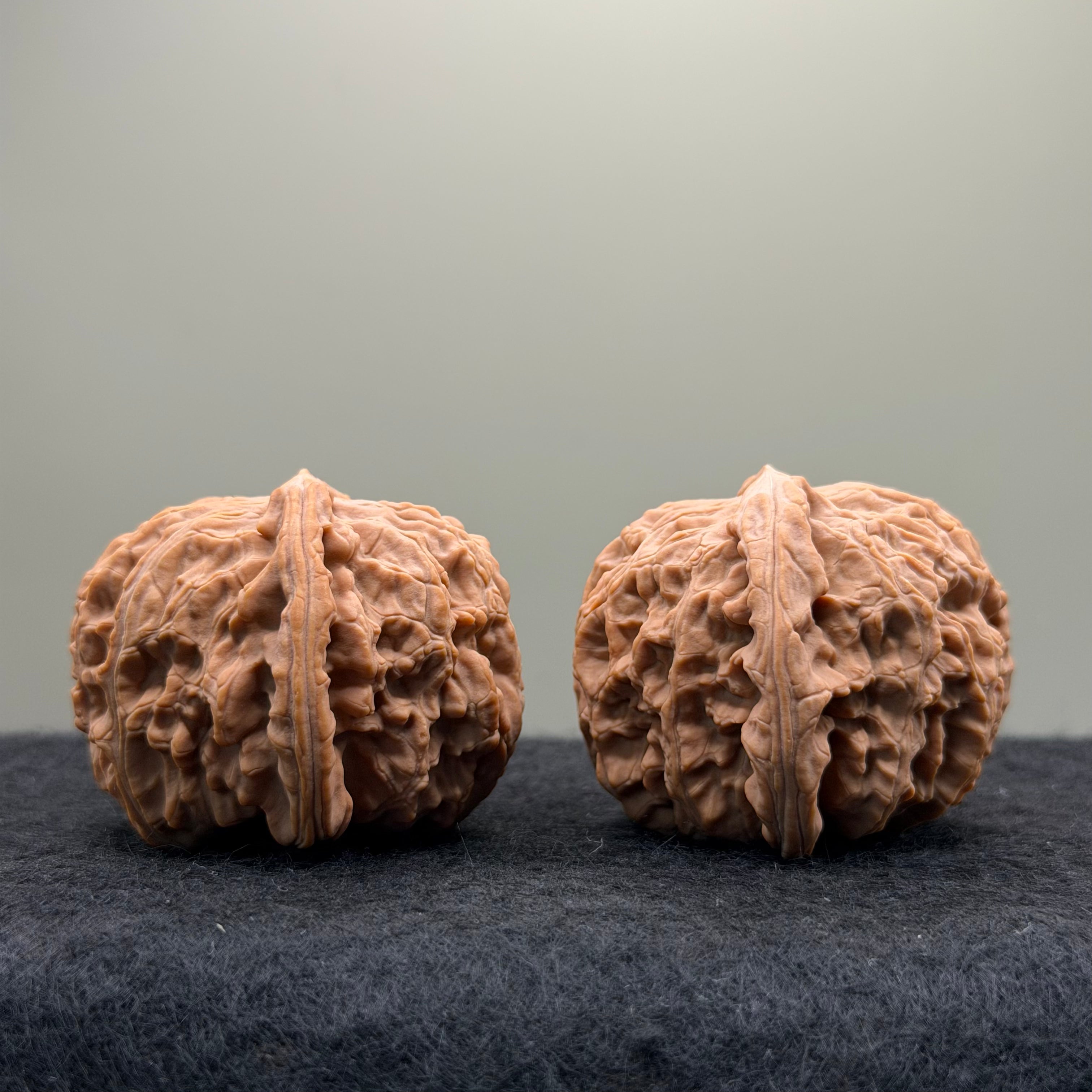 White Lion Wenwan Walnut