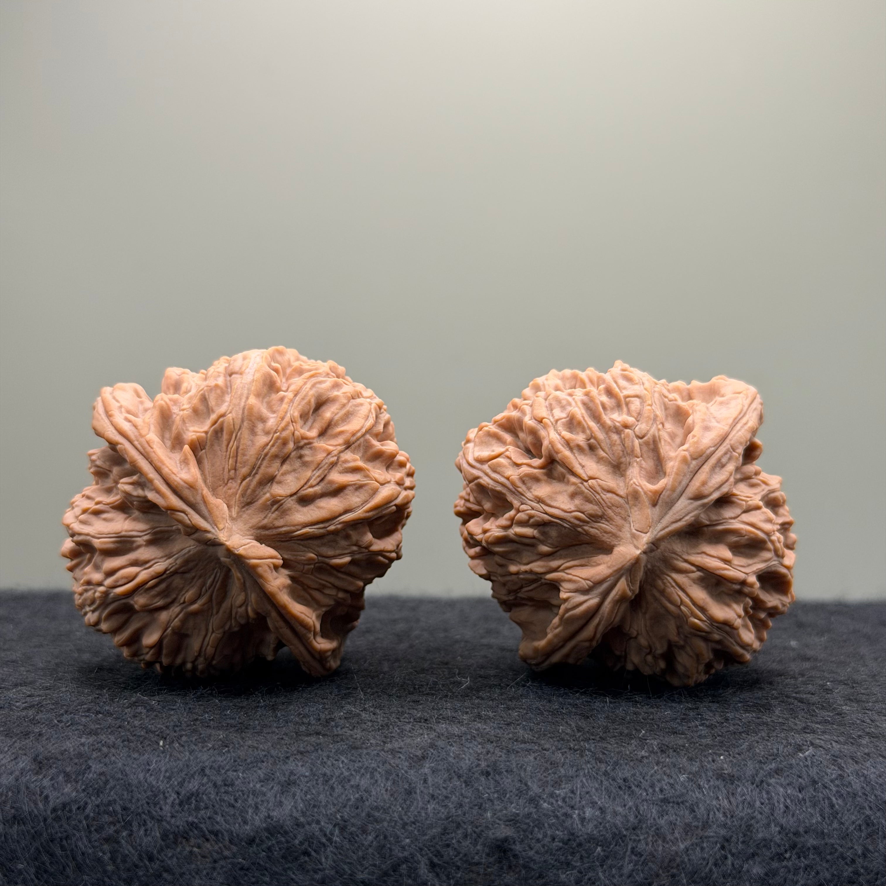 White Lion Wenwan Walnut