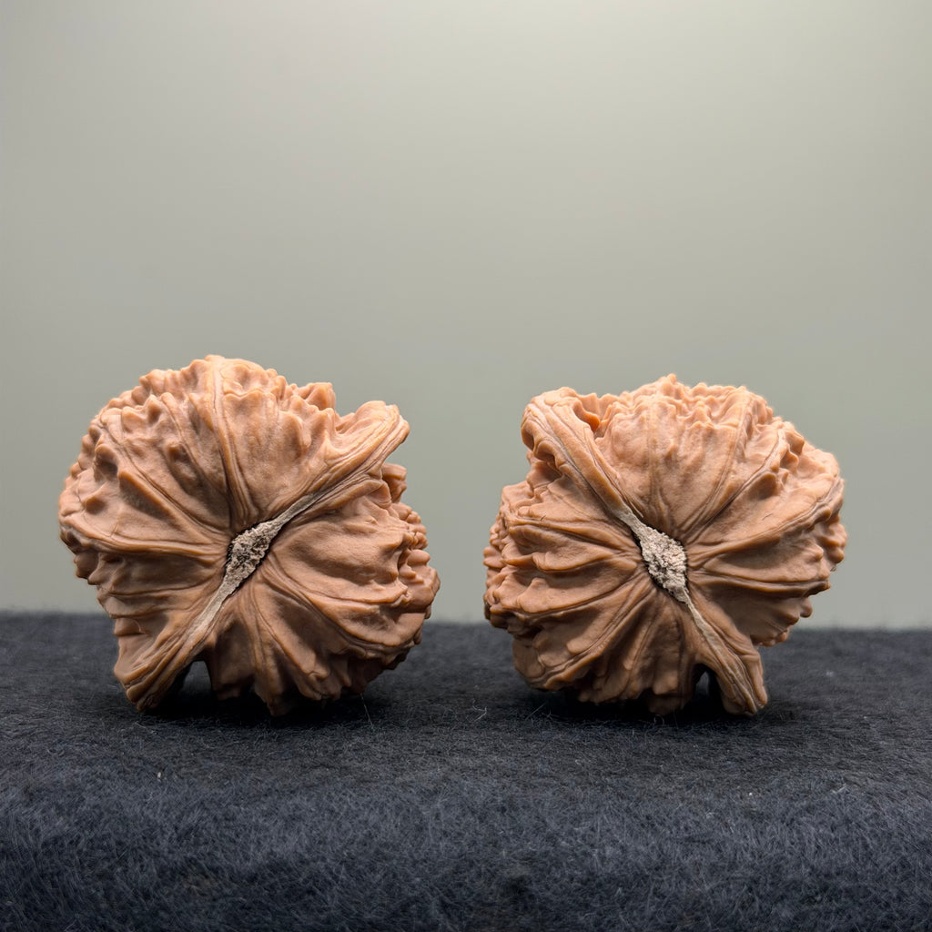 White Lion Wenwan Walnut· 43mm · Natural · Select Ritual