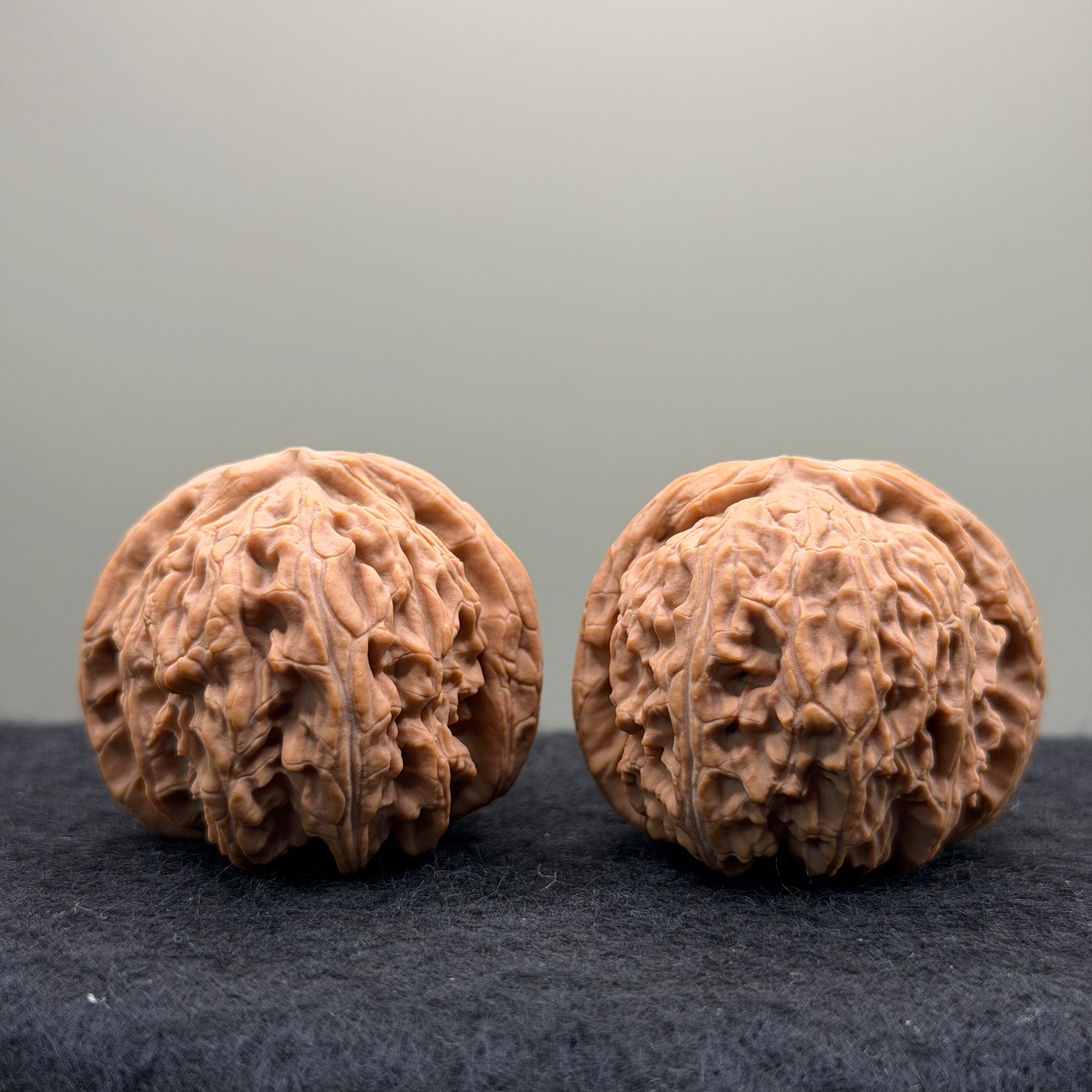 White Lion Wenwan Walnut