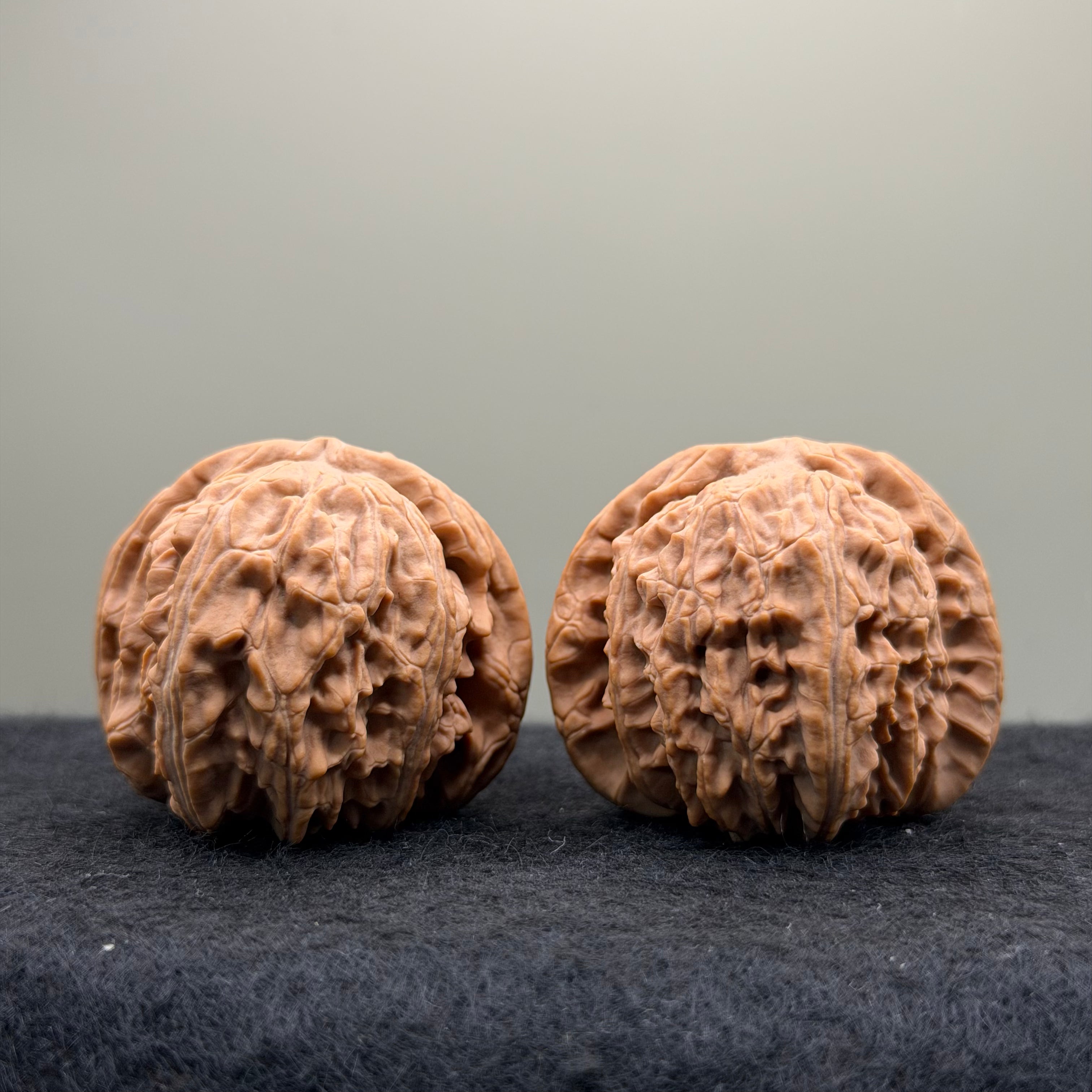 White Lion Wenwan Walnut