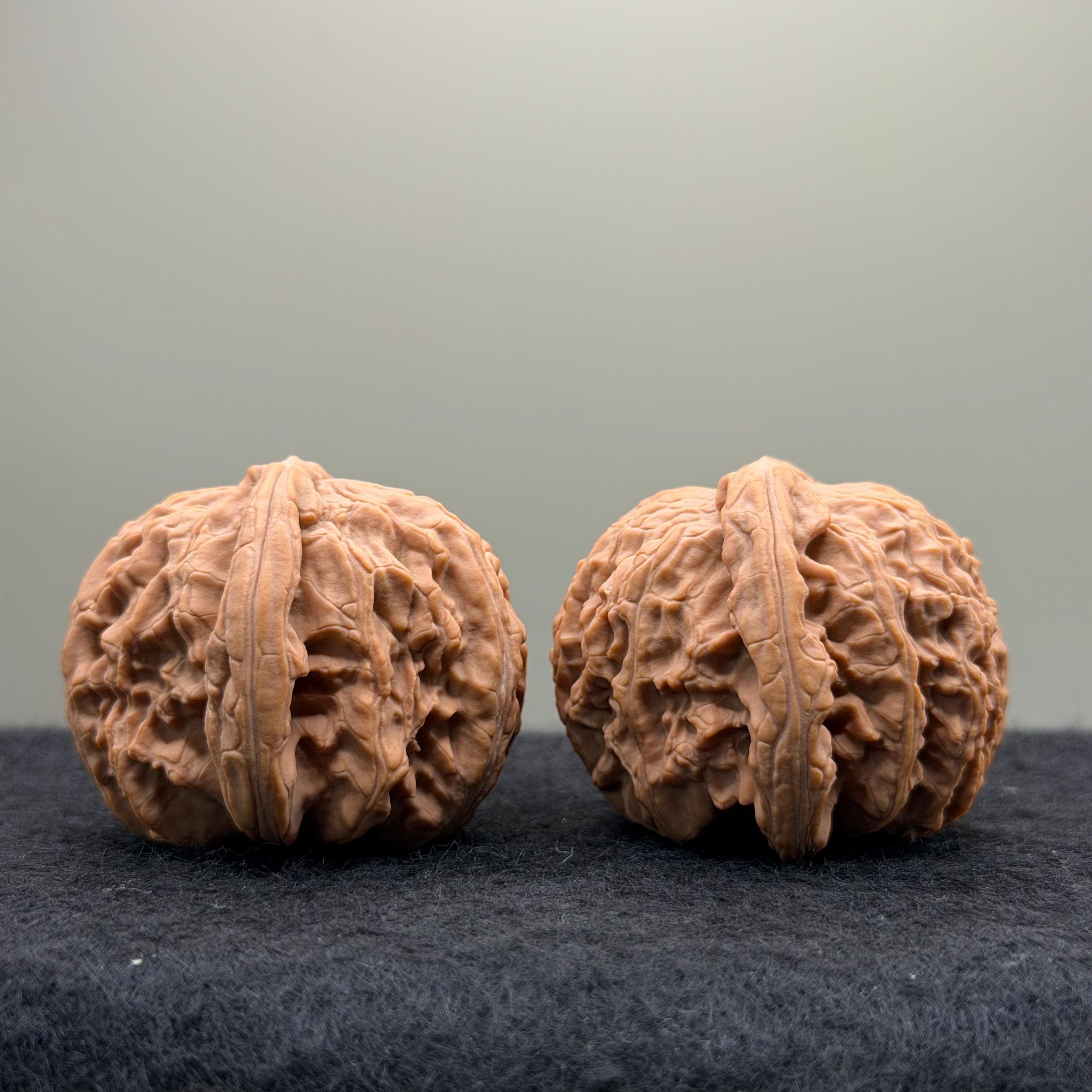 White Lion Wenwan Walnut
