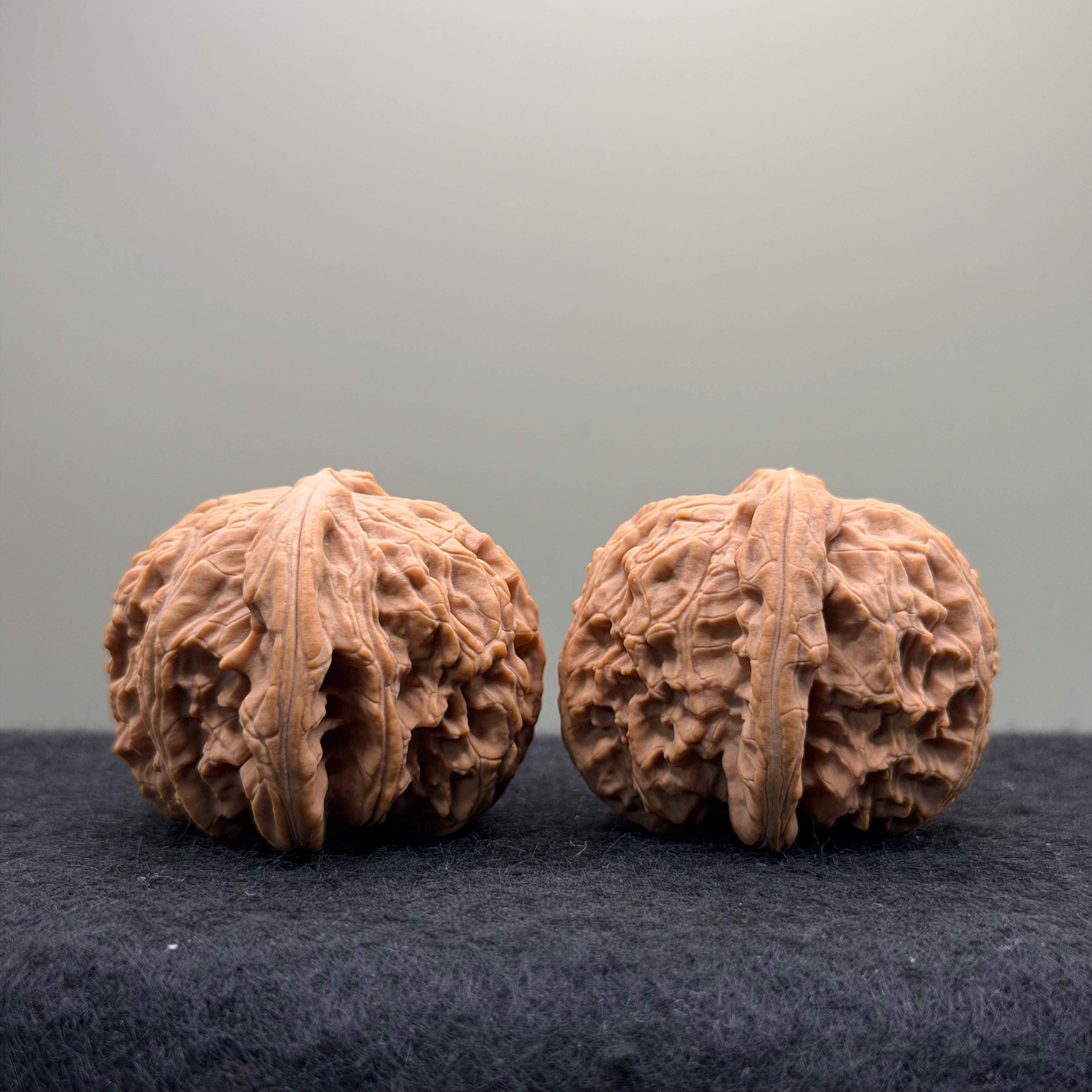 White Lion Wenwan Walnut