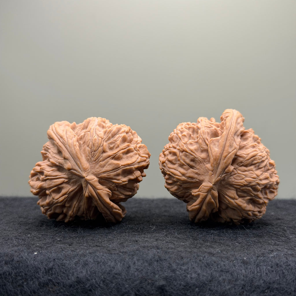 White Lion Wenwan Walnut · 40mm · Natural · Select Ritual