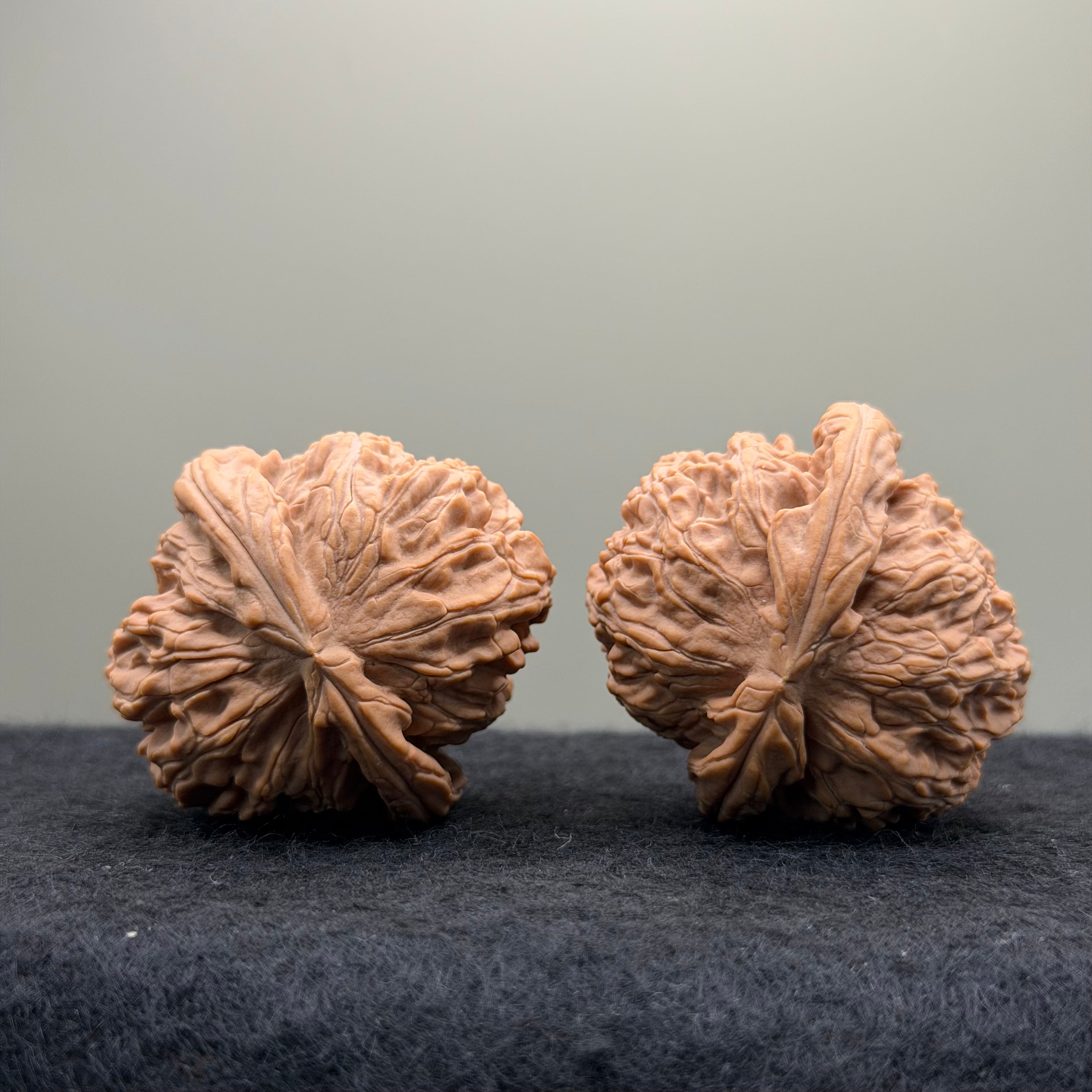 White Lion Wenwan Walnut