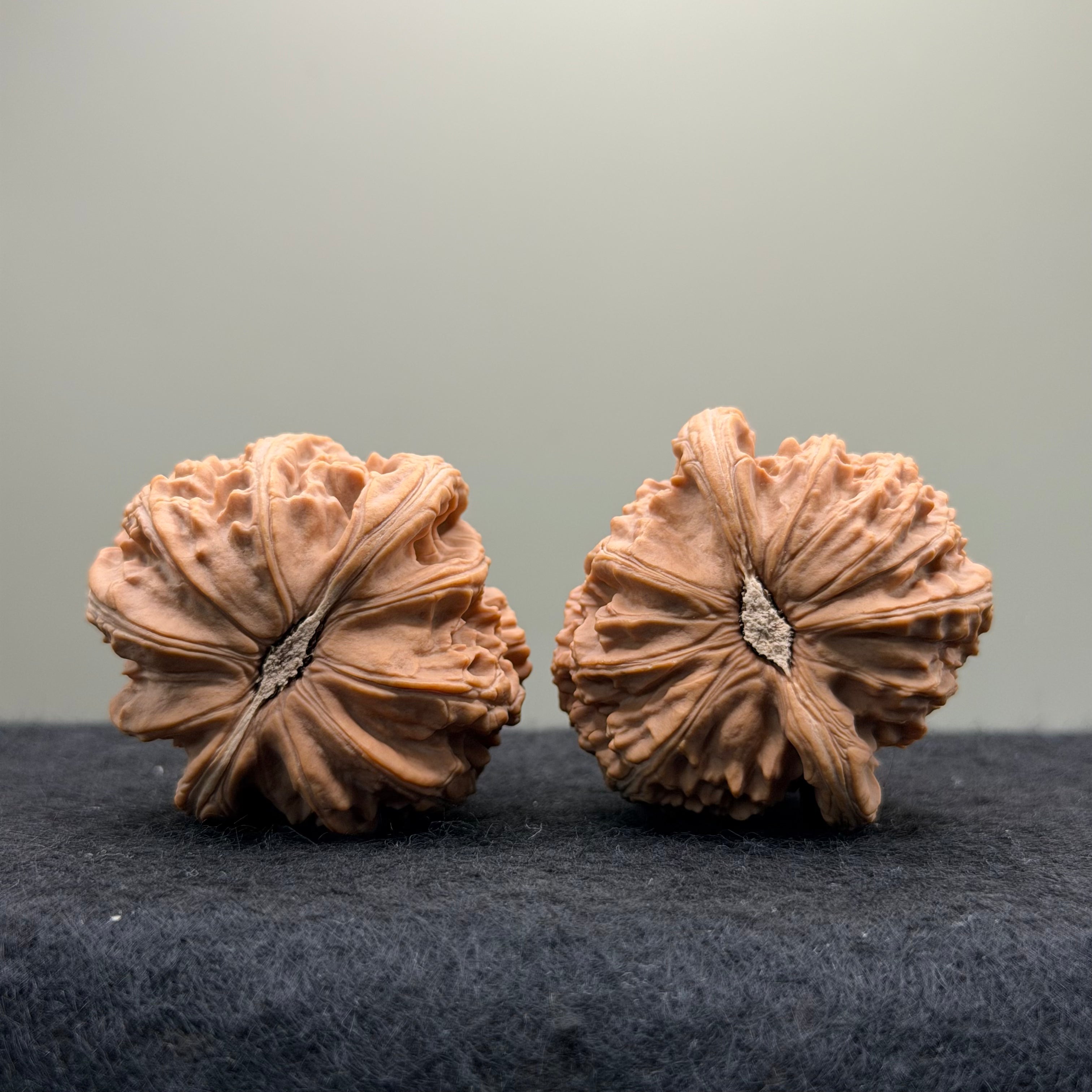 White Lion Wenwan Walnut · 40mm · Natural · Select Ritual