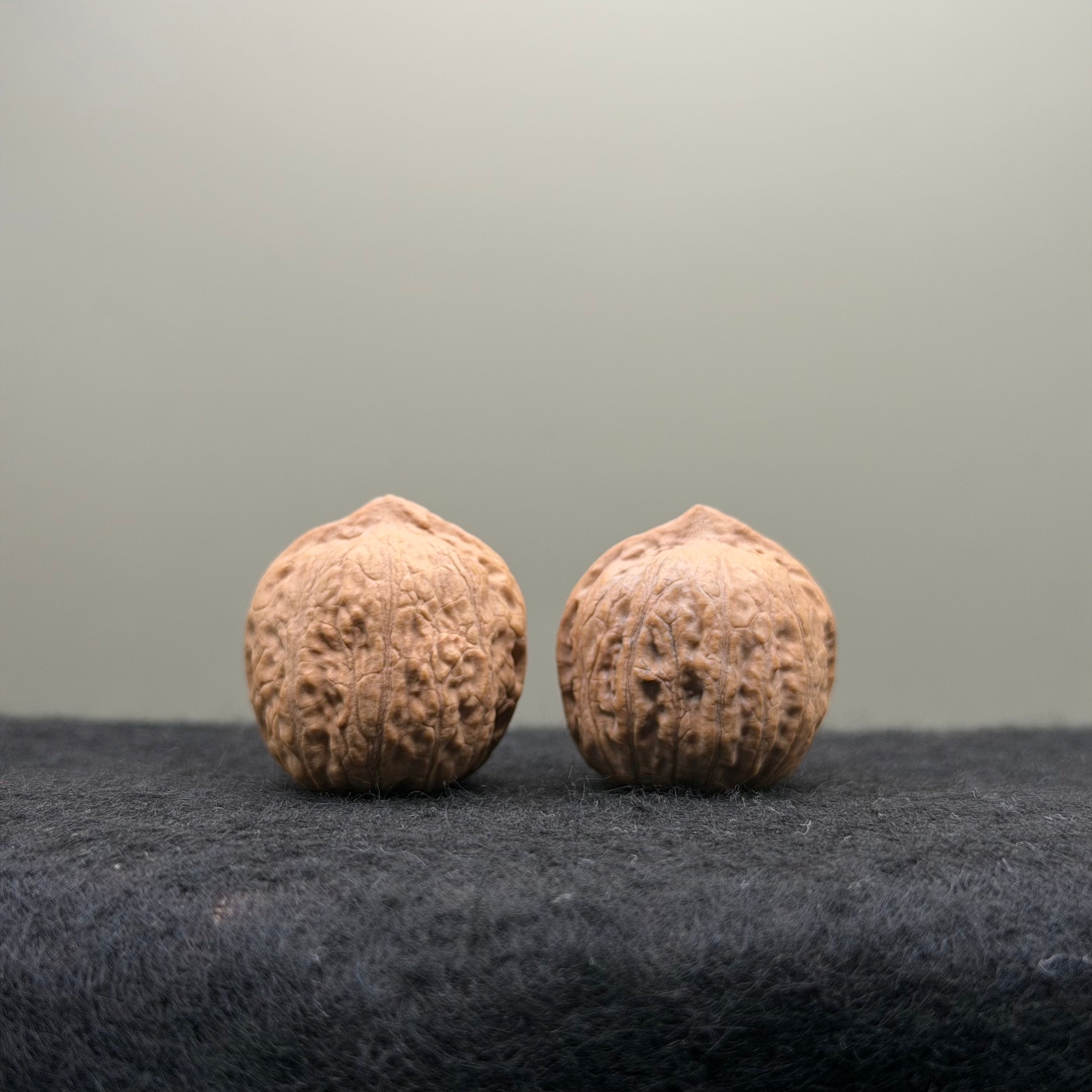 Mini Catalpa Wenwan Walnut