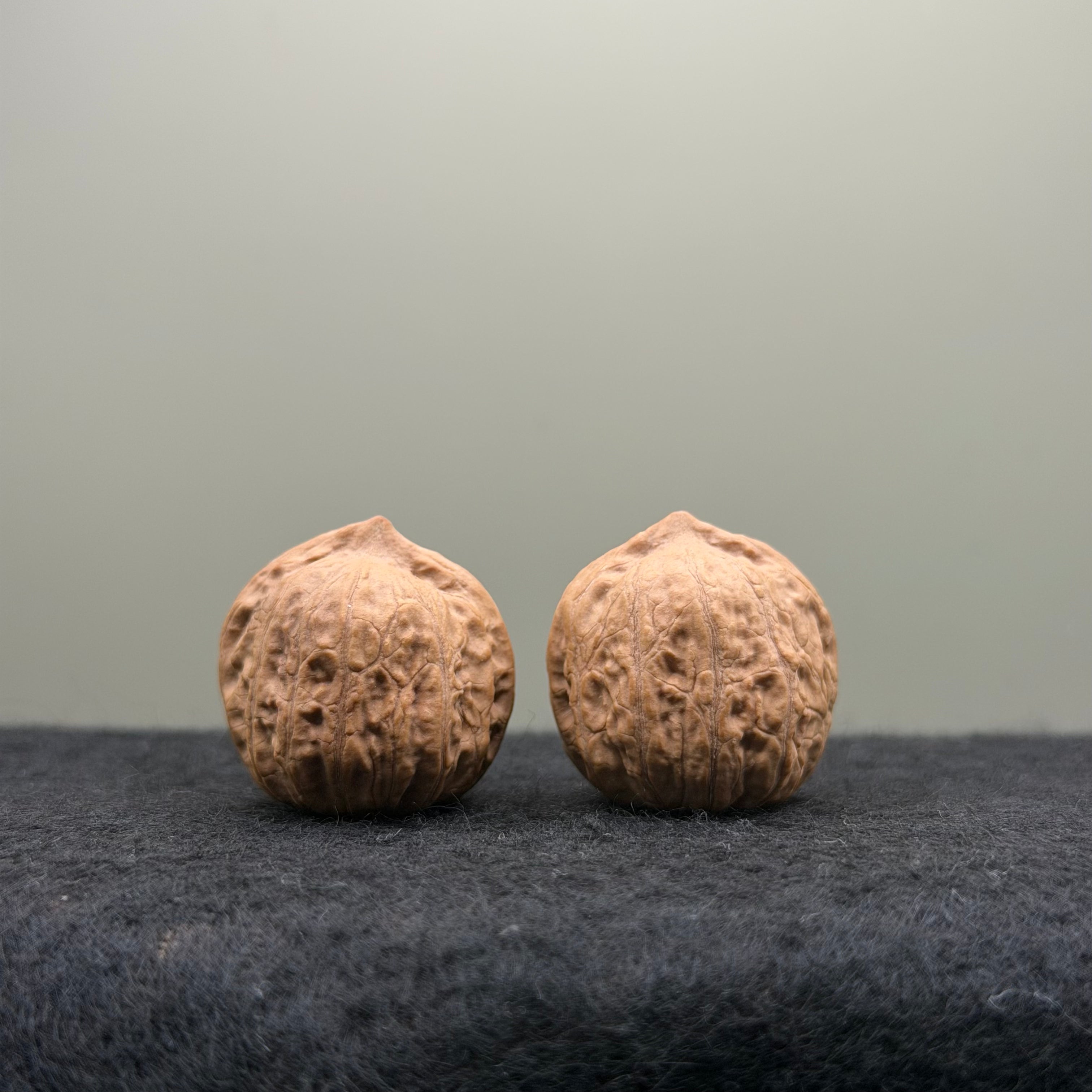 Mini Catalpa Walnut
