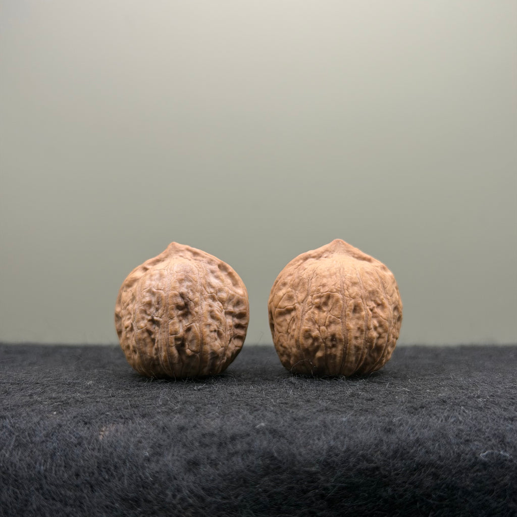 Mini Catalpa Walnut