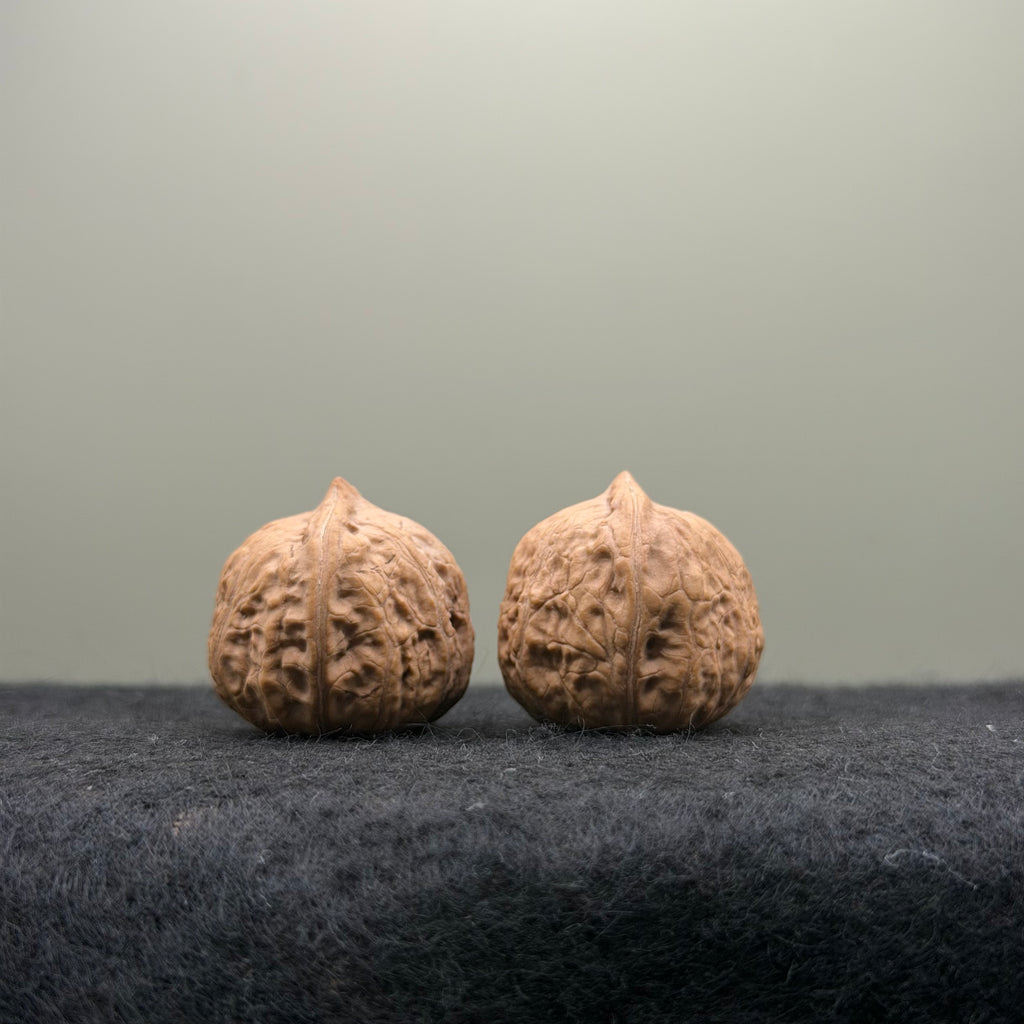 Mini Catalpa Walnut