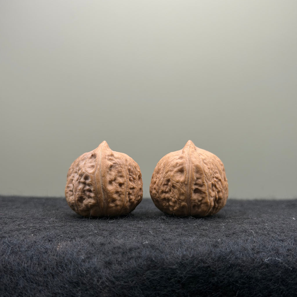 Mini Catalpa Walnut