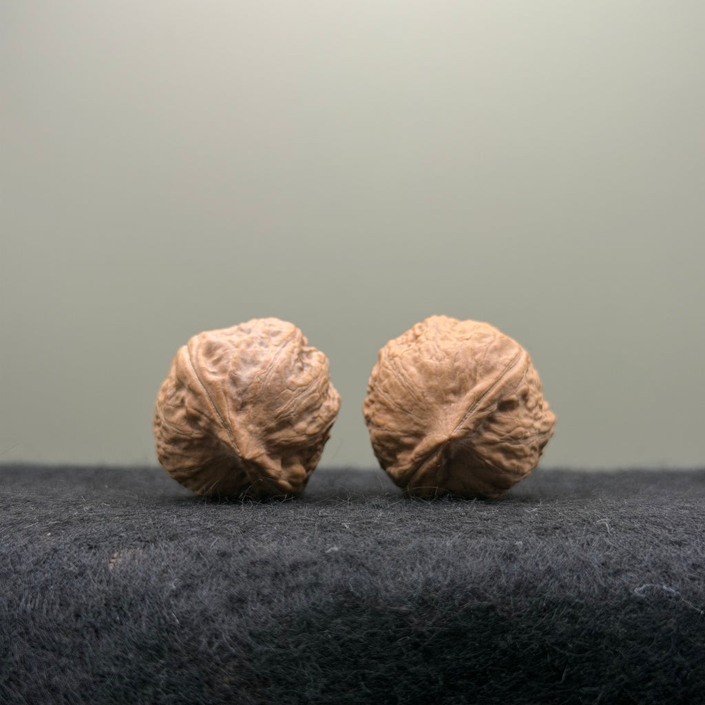 Mini Catalpa Walnut