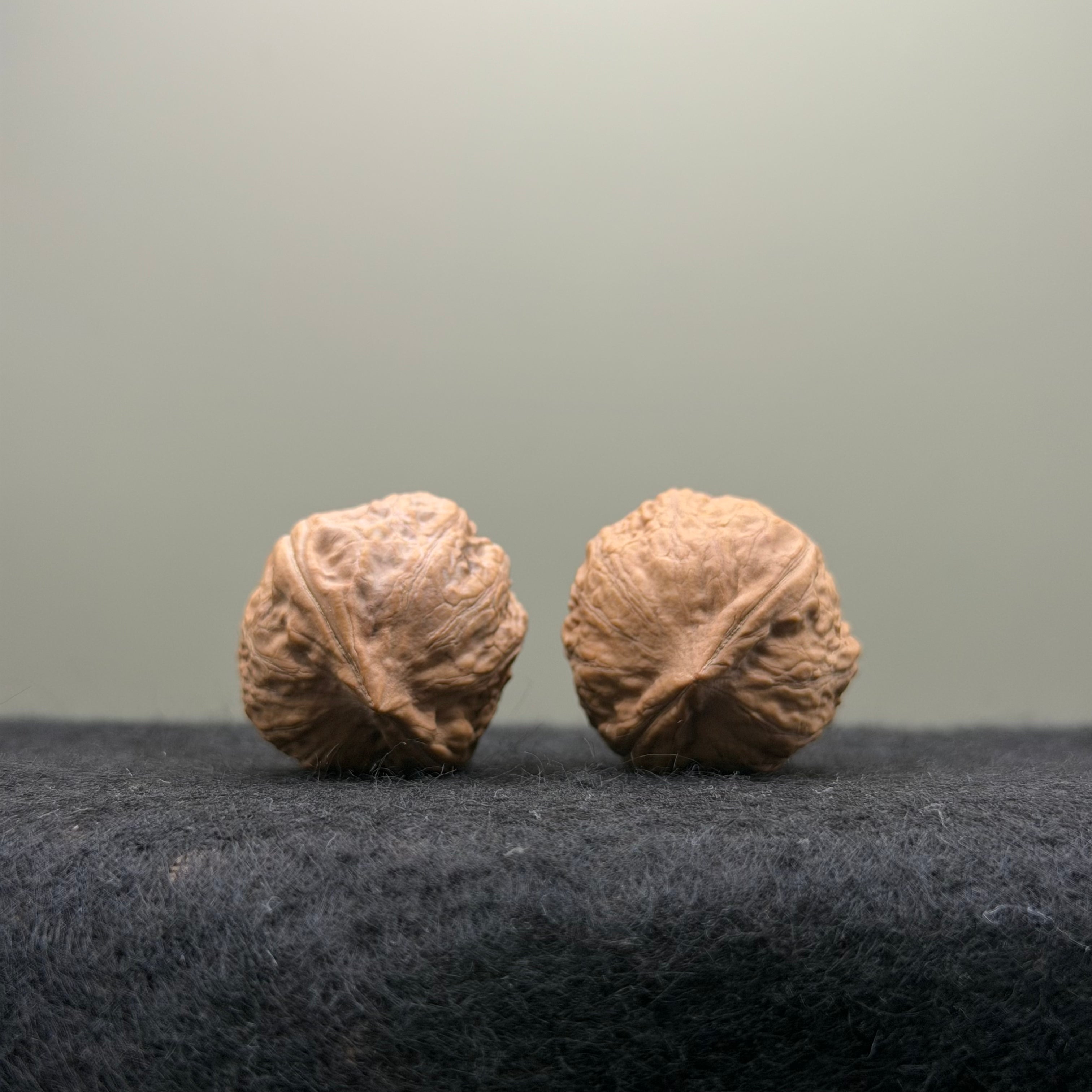 Mini Catalpa Walnut