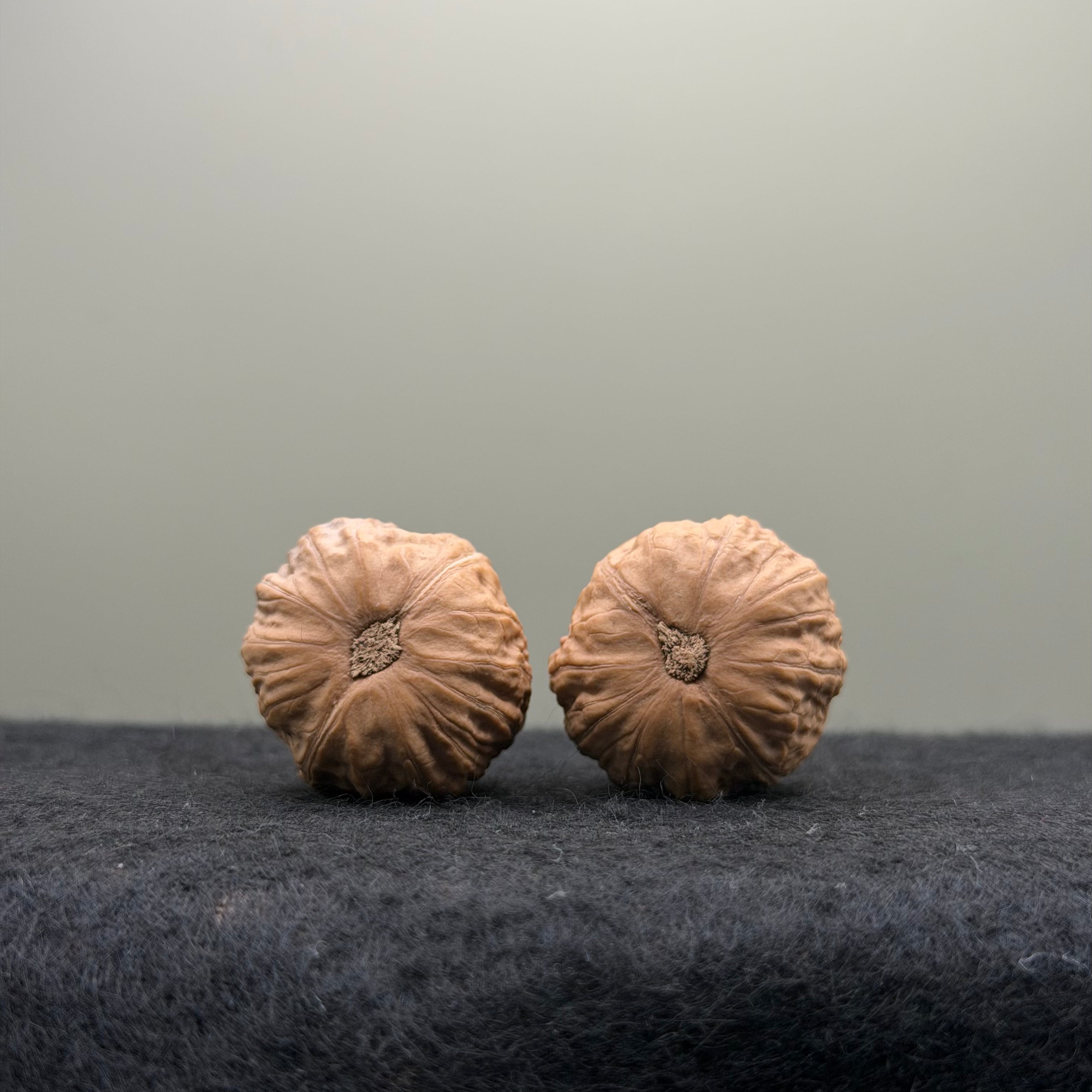 Mini Catalpa Walnut