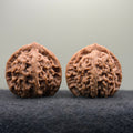 Golden Kirin Wenwan Walnut· 41mm · Natural · Collector Ritual